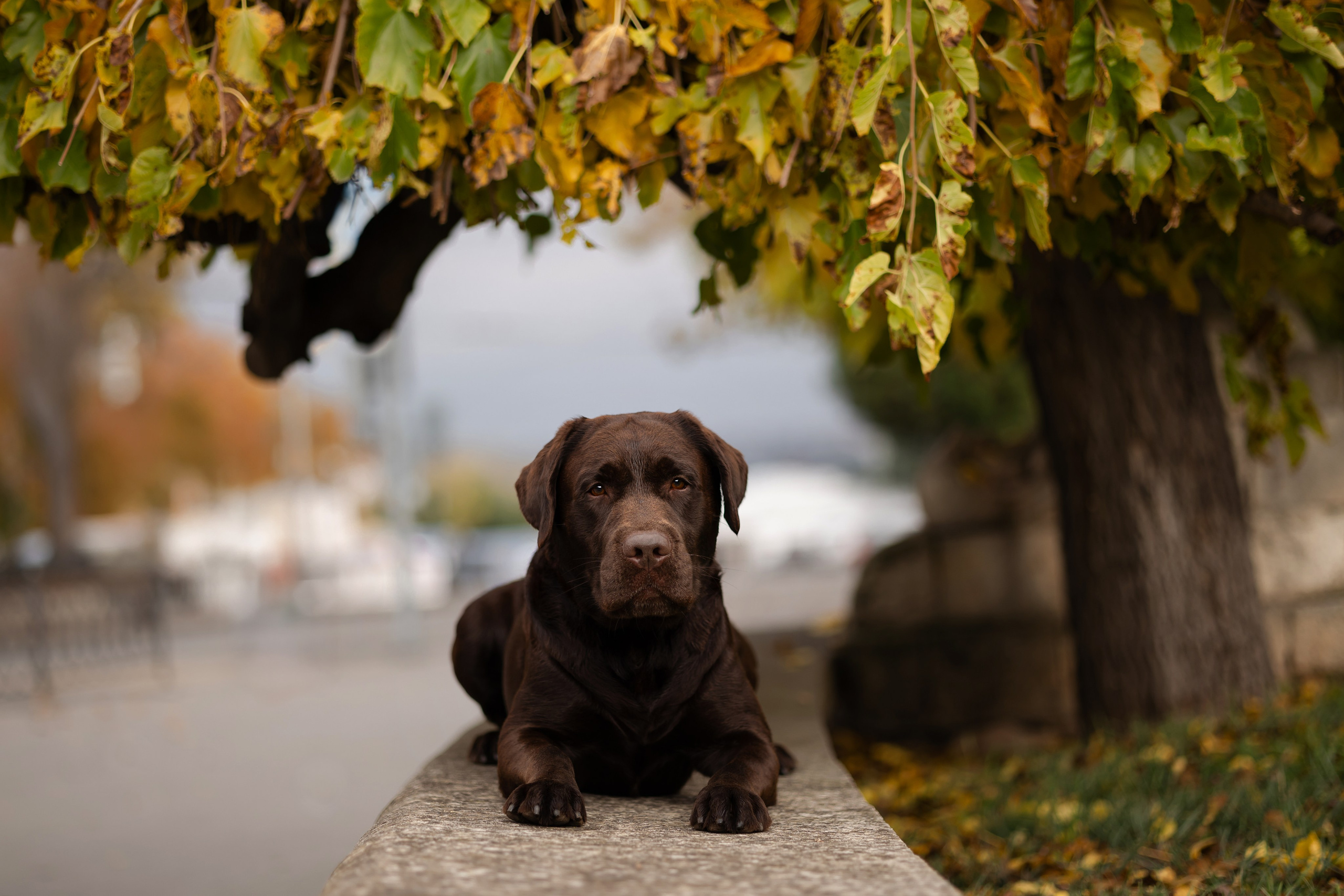 Фотосессия в центре Севастополя. Фотограф-анималист в Краснодаре Маша Мельникова