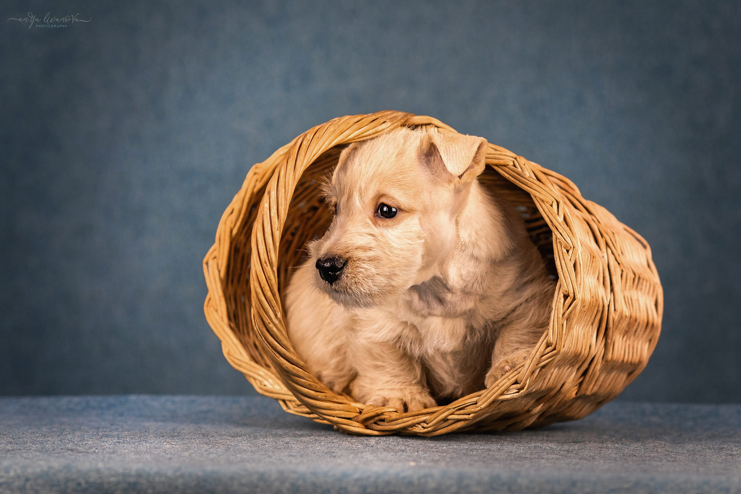 Скотти. Фотограф анималист Аня Ливанова | Рыбинск