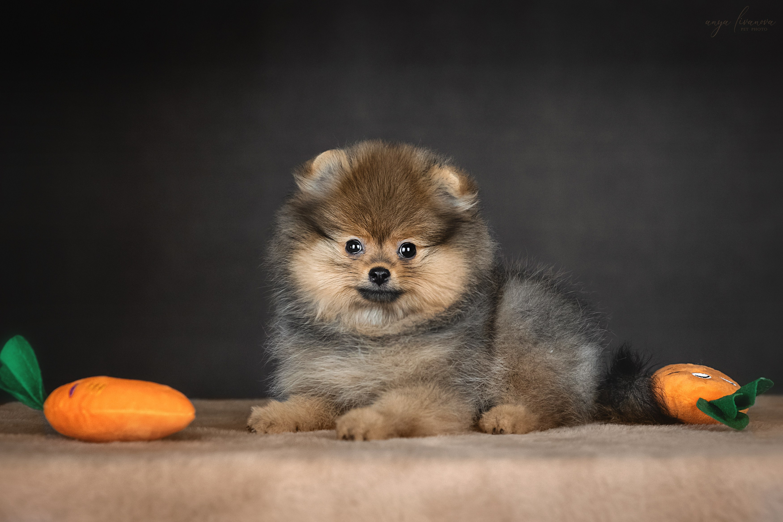 Шпицулики. Фотограф анималист Аня Ливанова | Рыбинск