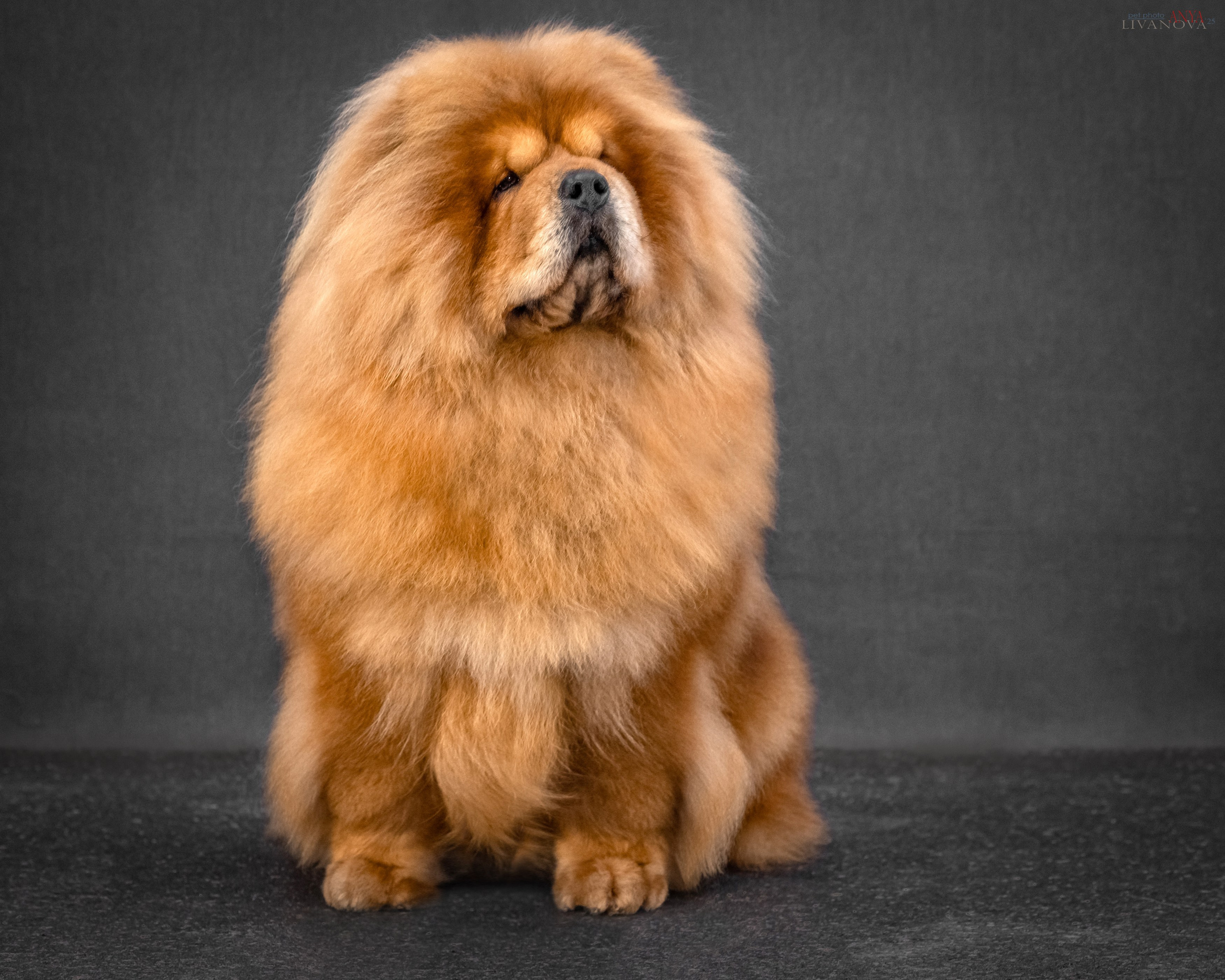 Дарик. Фотограф анималист Аня Ливанова | Рыбинск