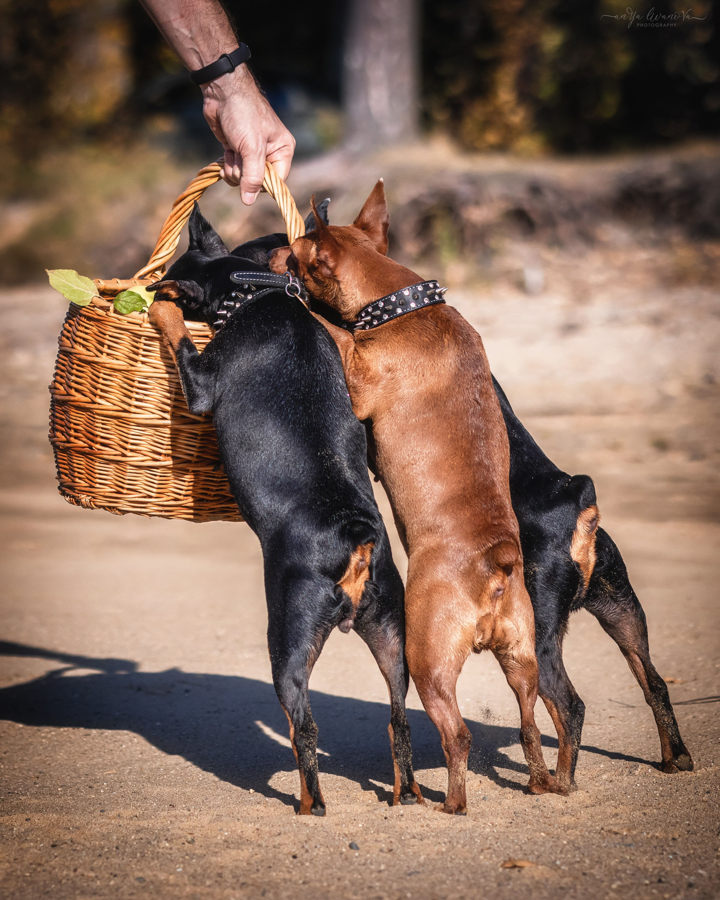Мия — Тайсон — Марси и Лена. Фотограф анималист Аня Ливанова | Рыбинск