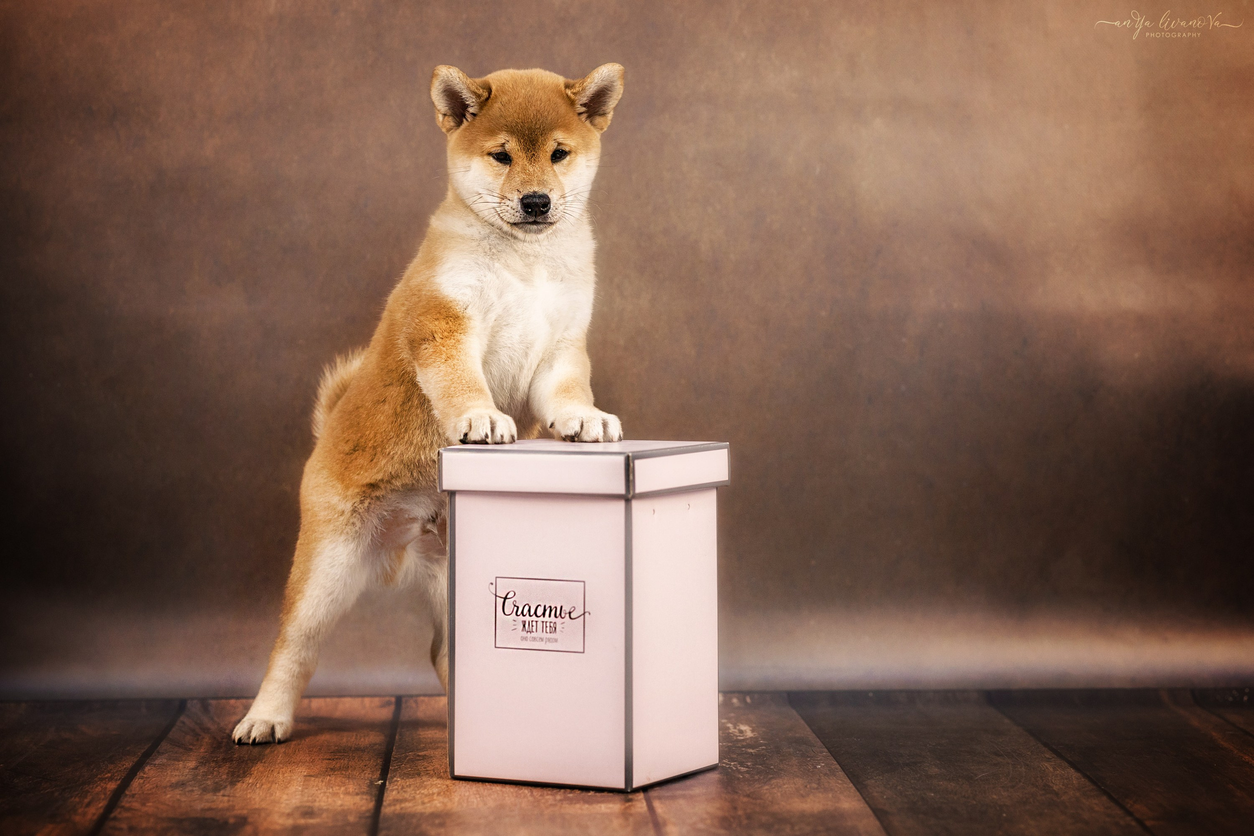 Сибушки. Фотограф анималист Аня Ливанова | Рыбинск