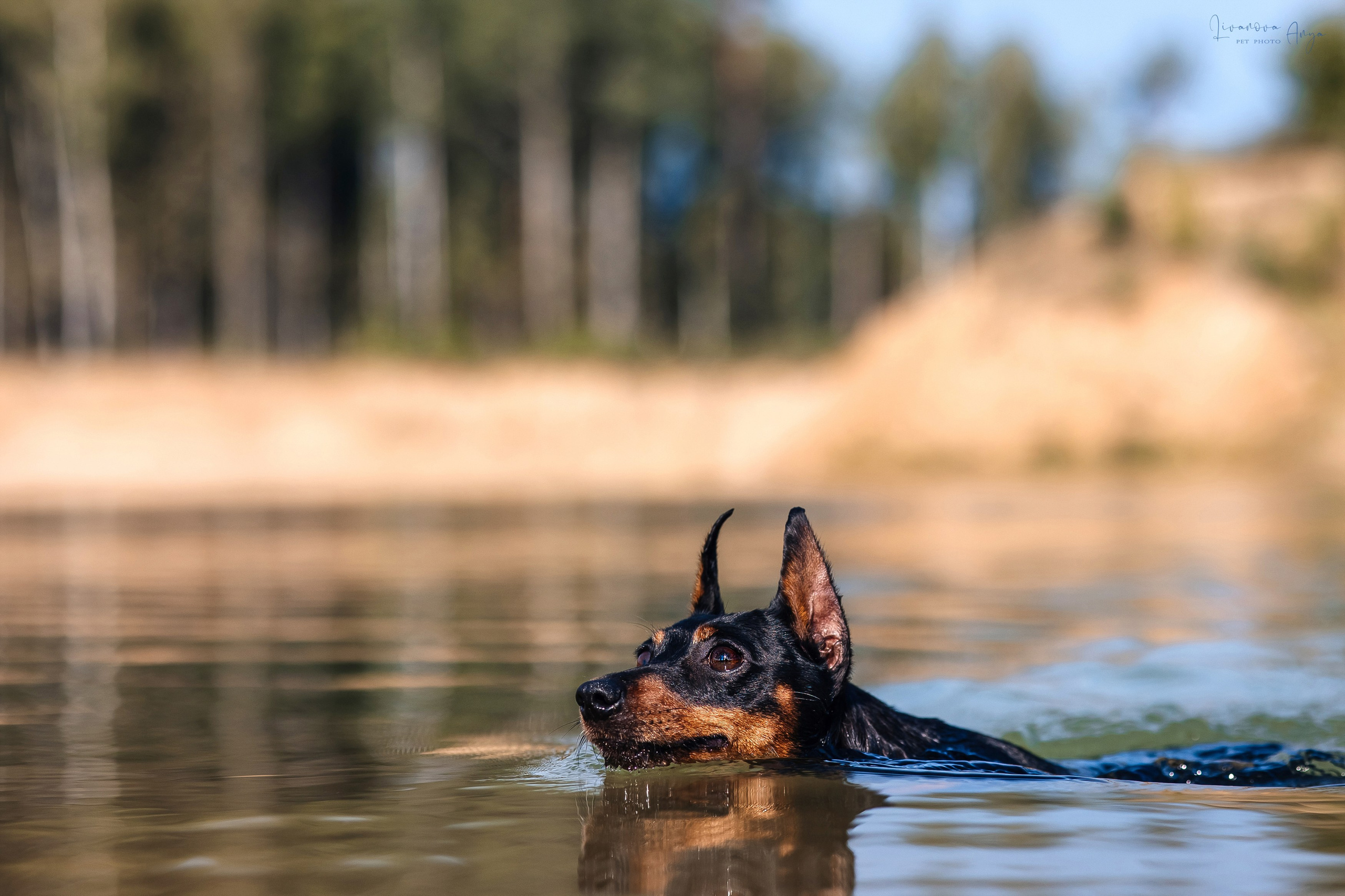 Троицкий карьер. Фотограф анималист Аня Ливанова | Рыбинск