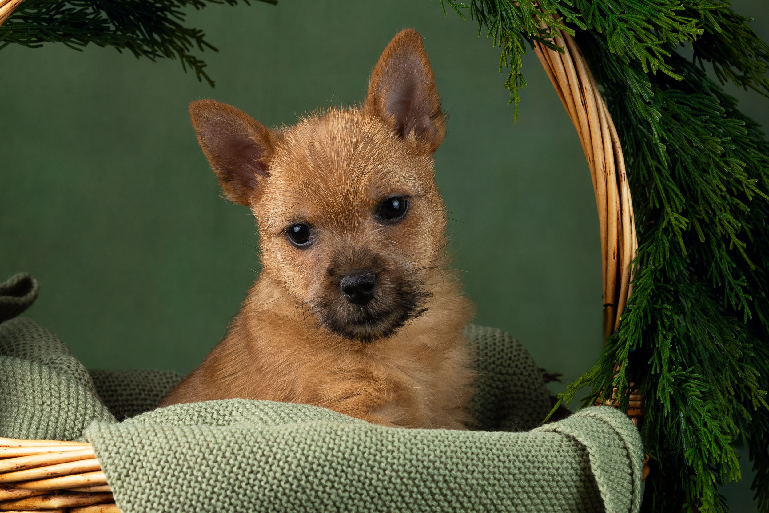 Фотосъемка щенков норвич-терьера в питомнике Москва и область. Фотограф-анималист в Москве и Московской области Татьяна Фролова