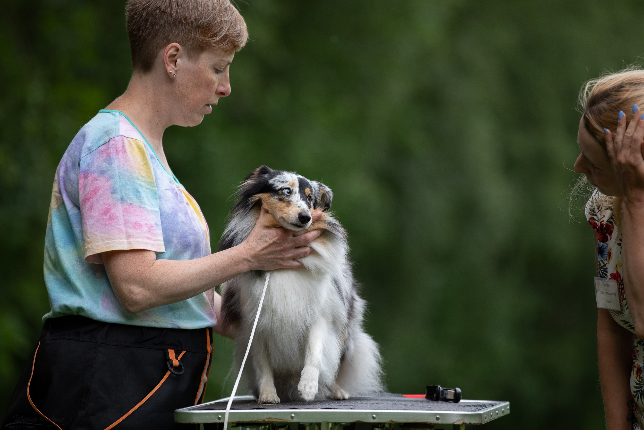 Репортаж с выводки молодняка колли/шелти в Ясенево. Фотограф-анималист в Москве и Московской области Татьяна Фролова