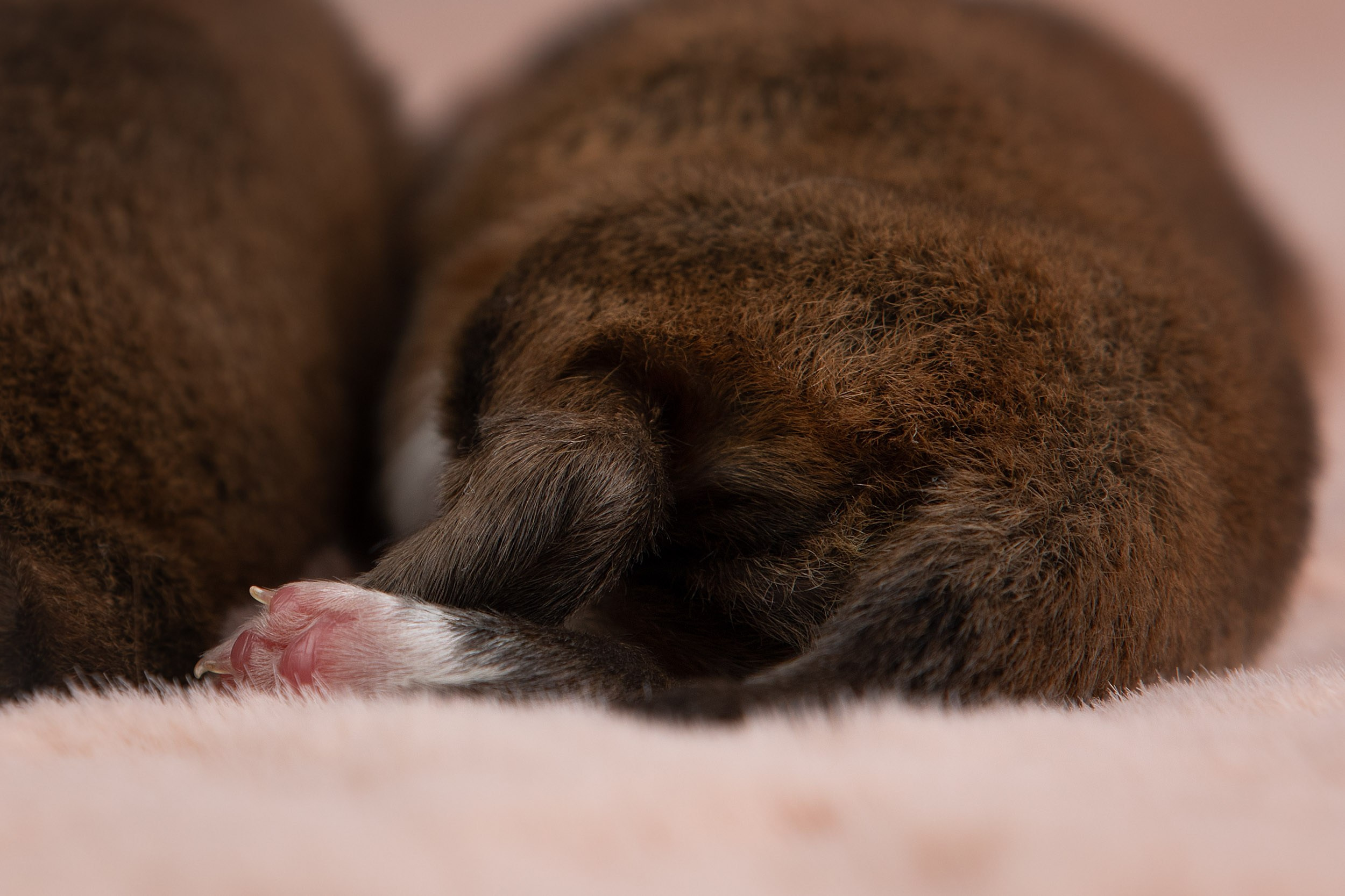 Ньюборн съемка для новорожденных щенков в доме заводчика. Фотограф-анималист в Москве и Московской области Татьяна Фролова