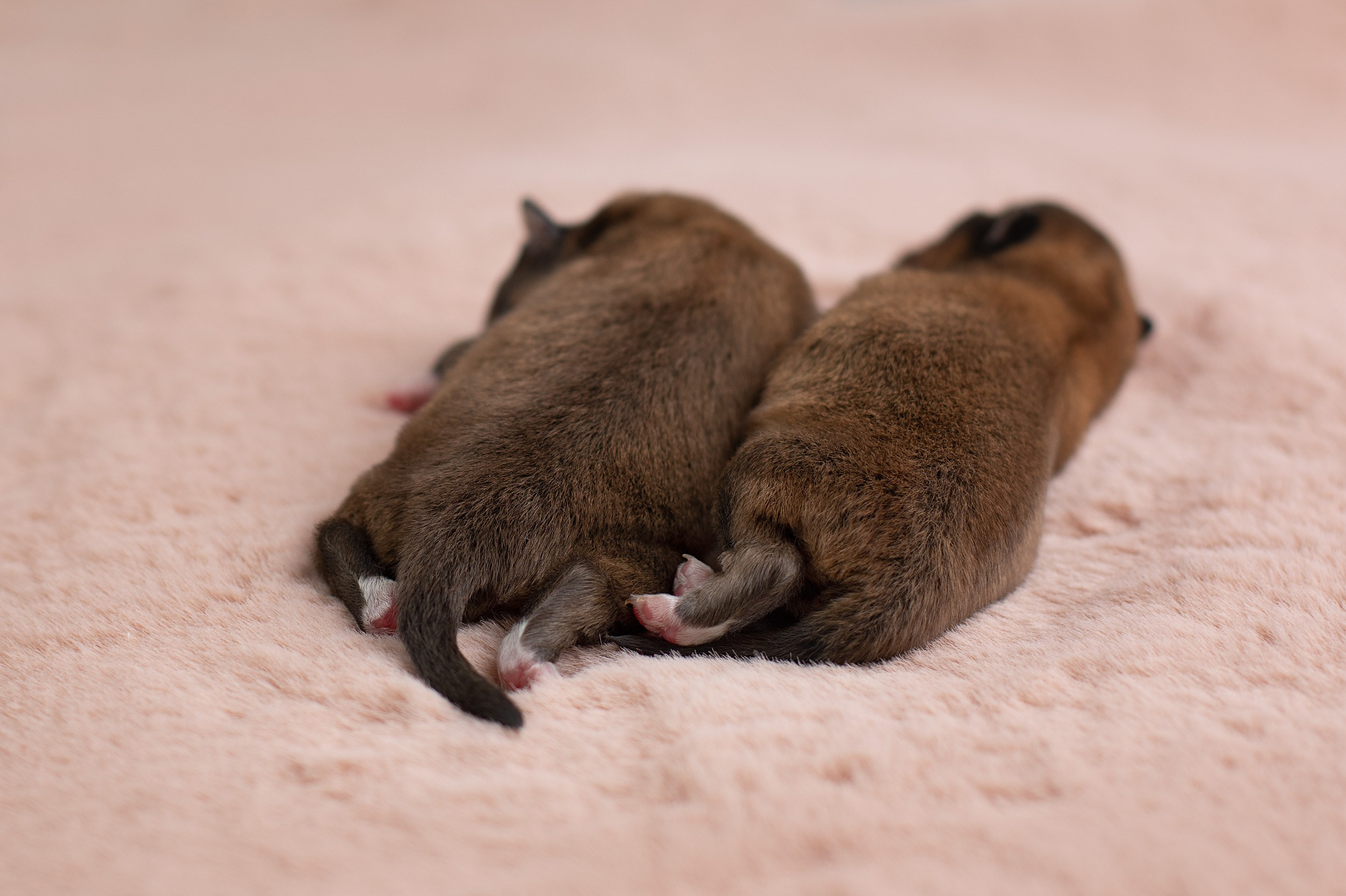 Ньюборн съемка для новорожденных щенков в доме заводчика. Фотограф-анималист в Москве и Московской области Татьяна Фролова