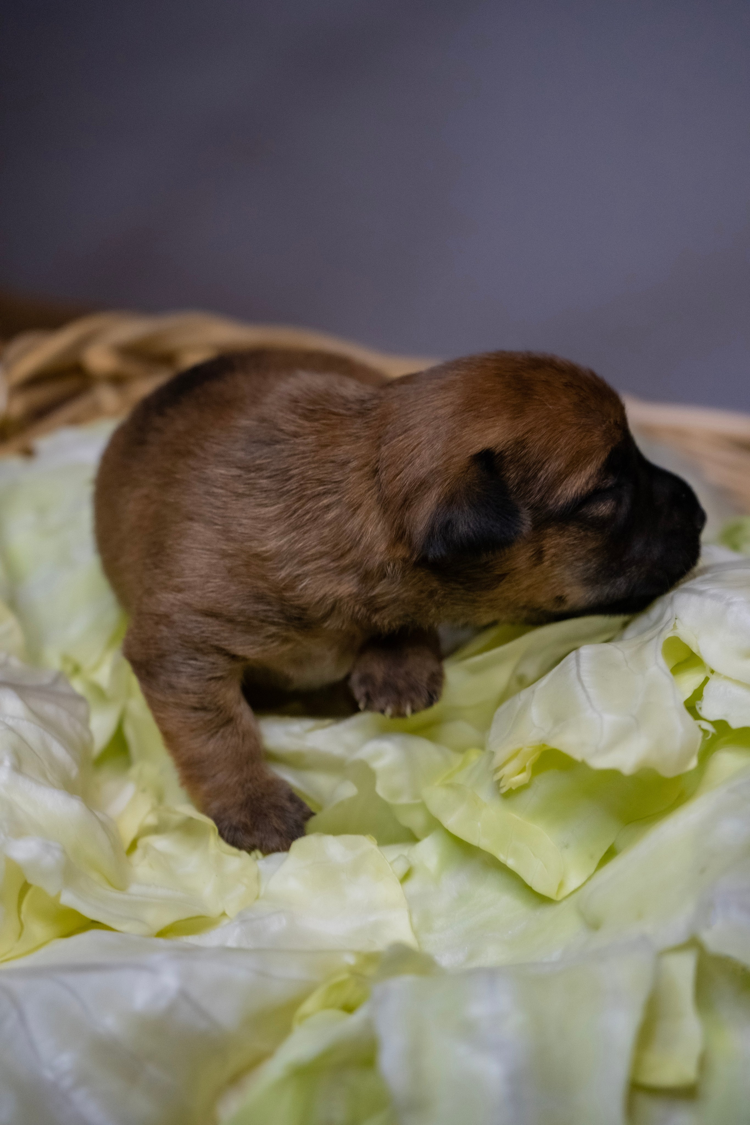 Фотосессии Пушистиков. Фотограф в Санкт-Петербурге Виктория Барышникова