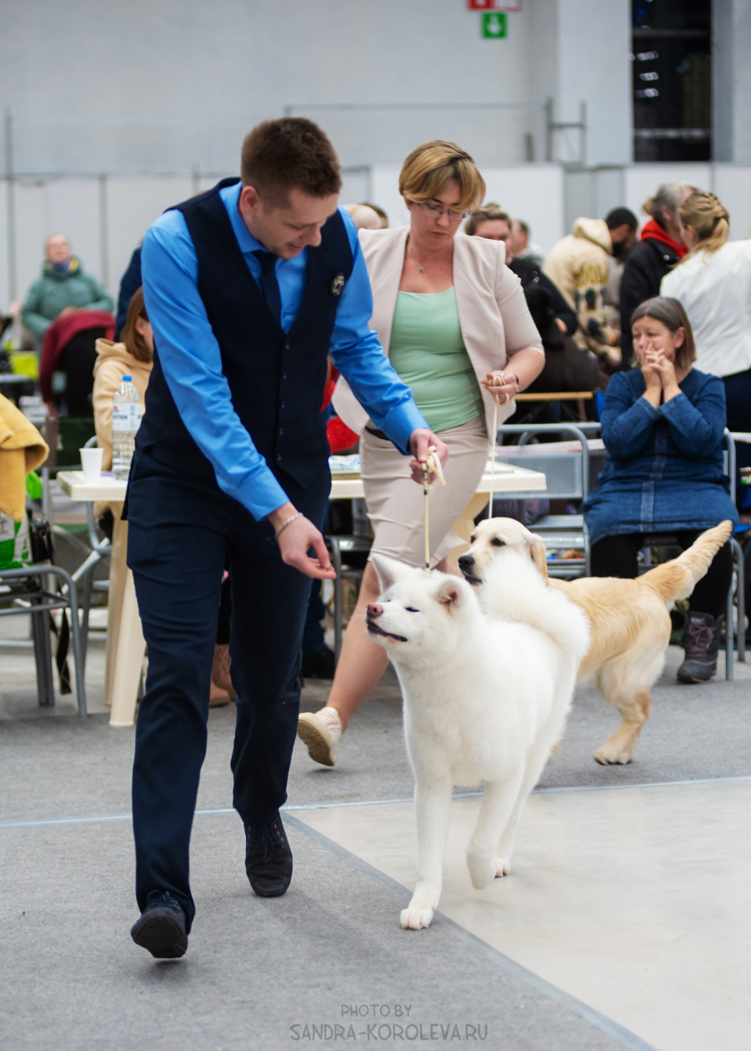 Выставка собак тюмень 14.01.2023. Дог-фотограф в Тюмени Александра Королева