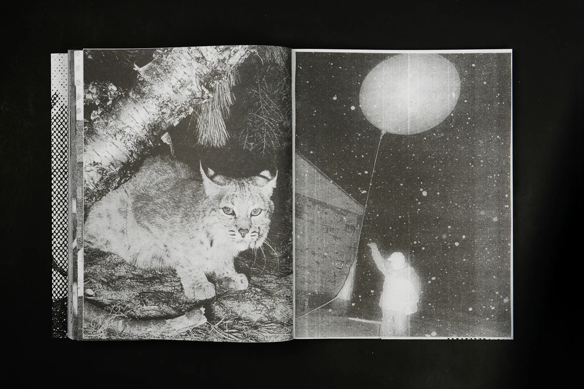 ПОПУЛЯРНЫЕ ОШИБКИ ПРИ СОЗДАНИИ ФОТОКНИГИ. Самоорганизация Низина