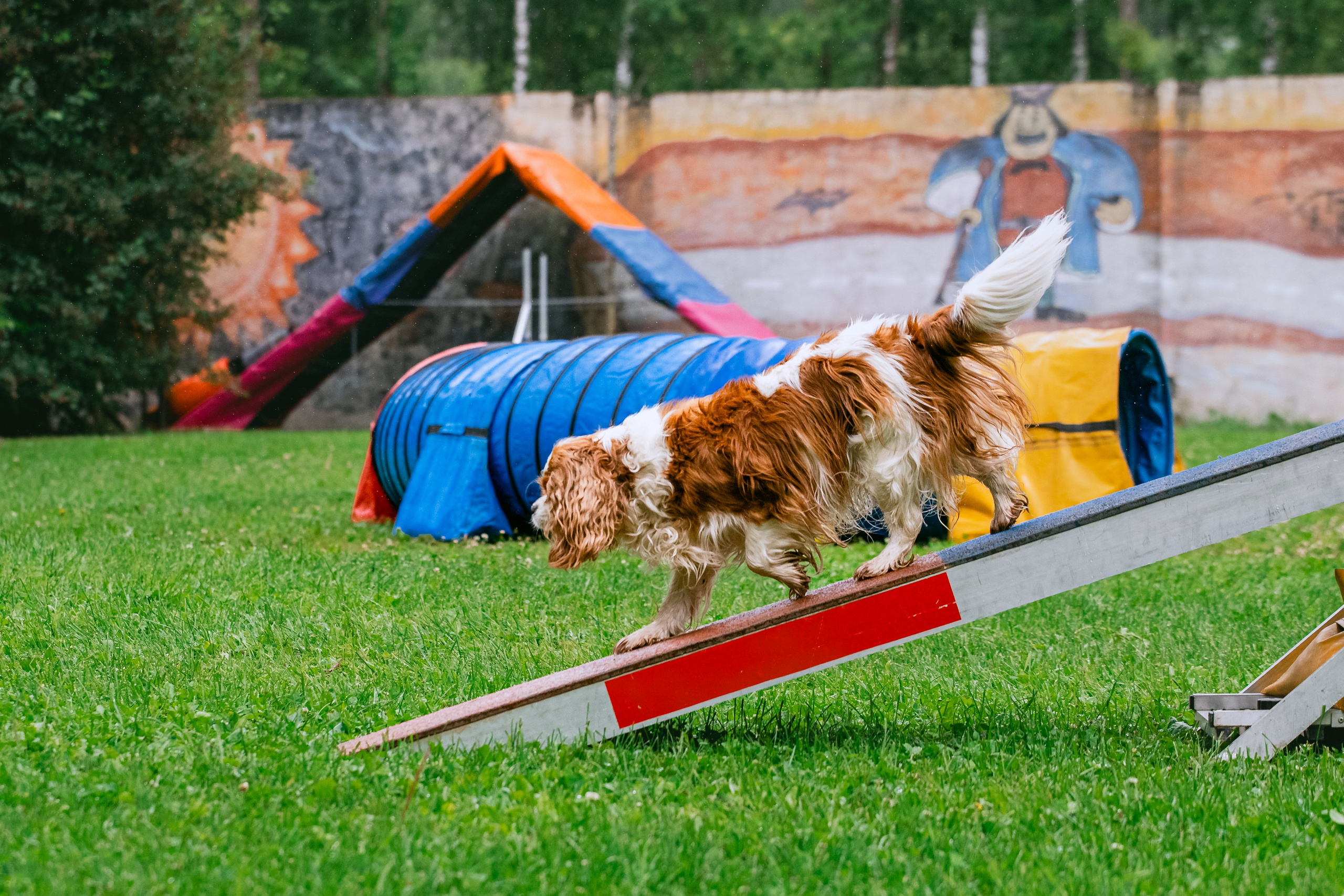 Соревнования по аджилити Долгопрудный 30.06.2025. Фотограф-анималист Татьяна Степанова