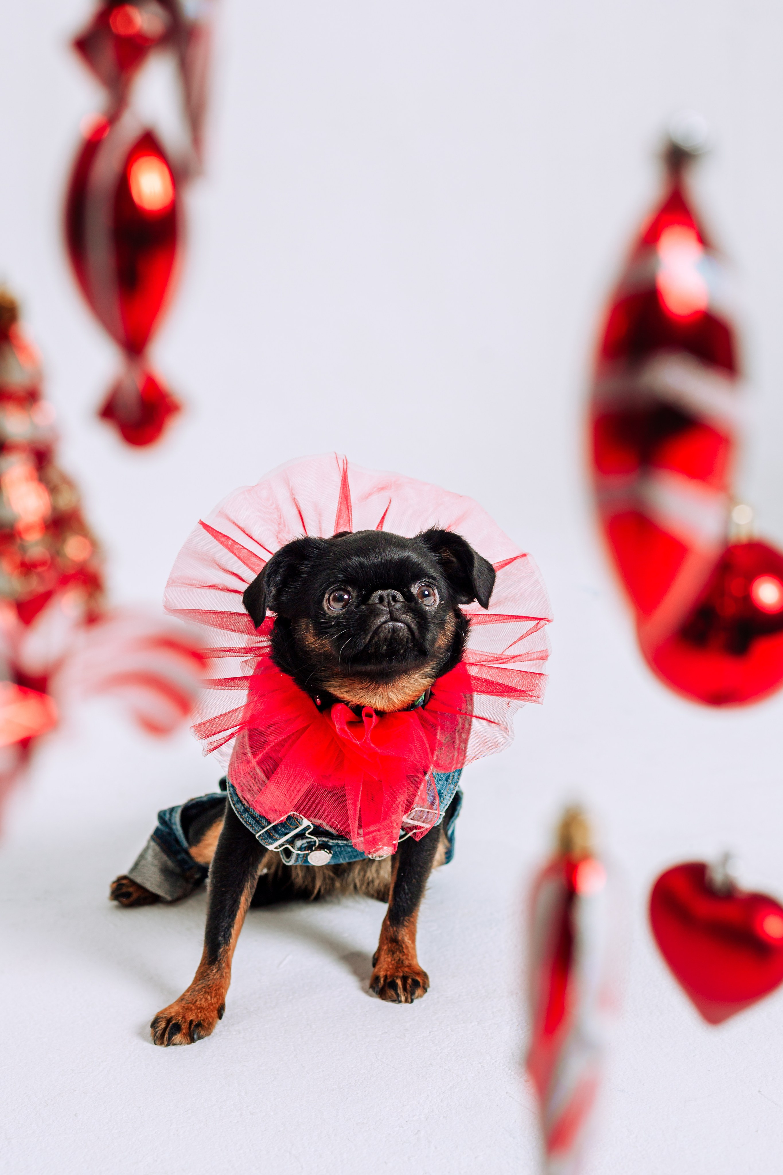 Бульвстреча 2025. Фотограф-анималист Татьяна Степанова