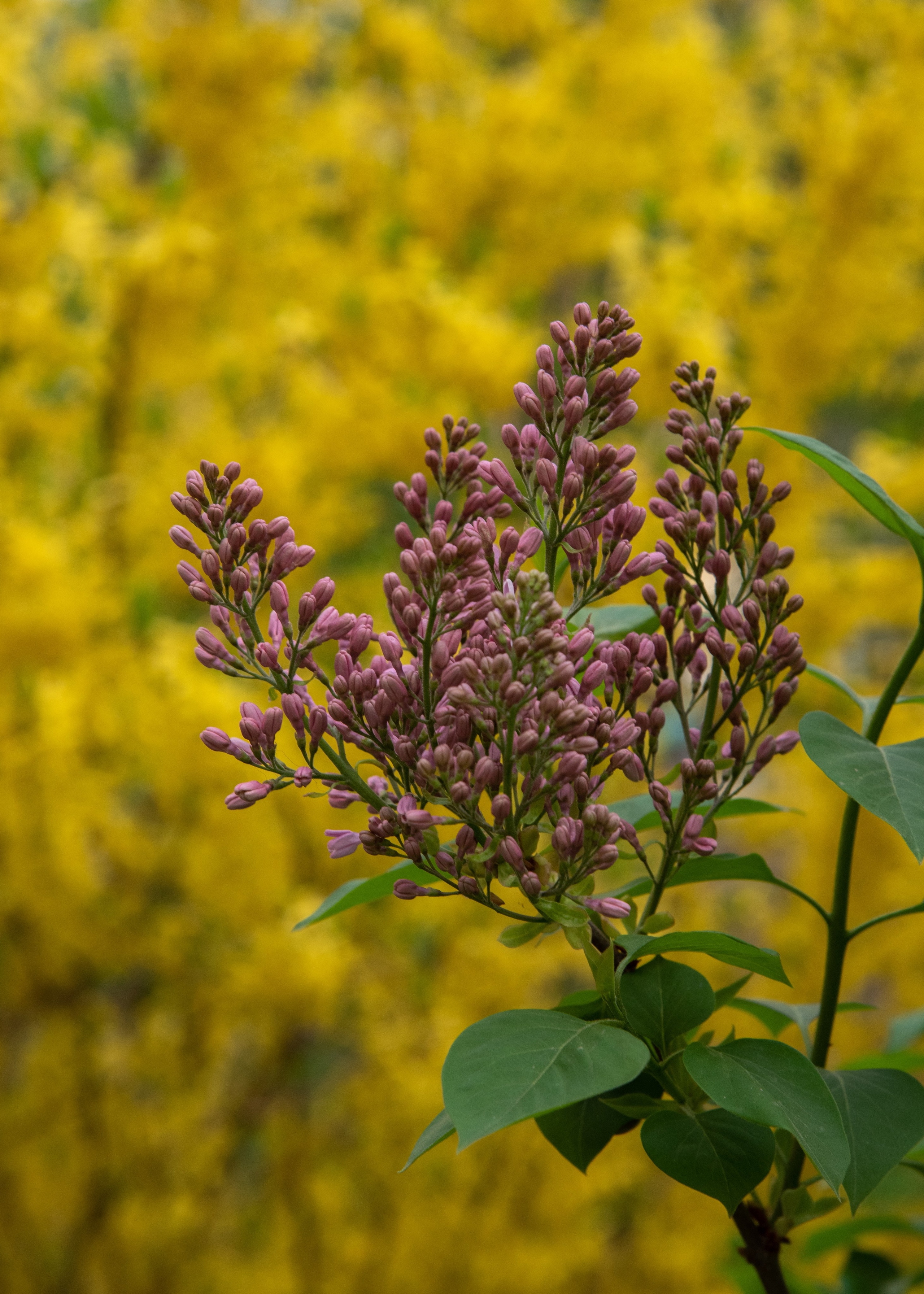 Калининград, Светлогорск. Фотограф Юлия Зимина