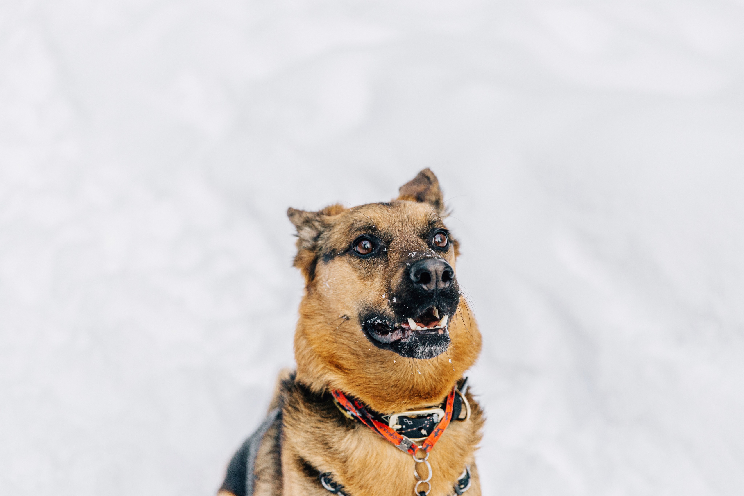 Саша и Ньют. Фотограф-анималист в Москве Соломонова Варвара