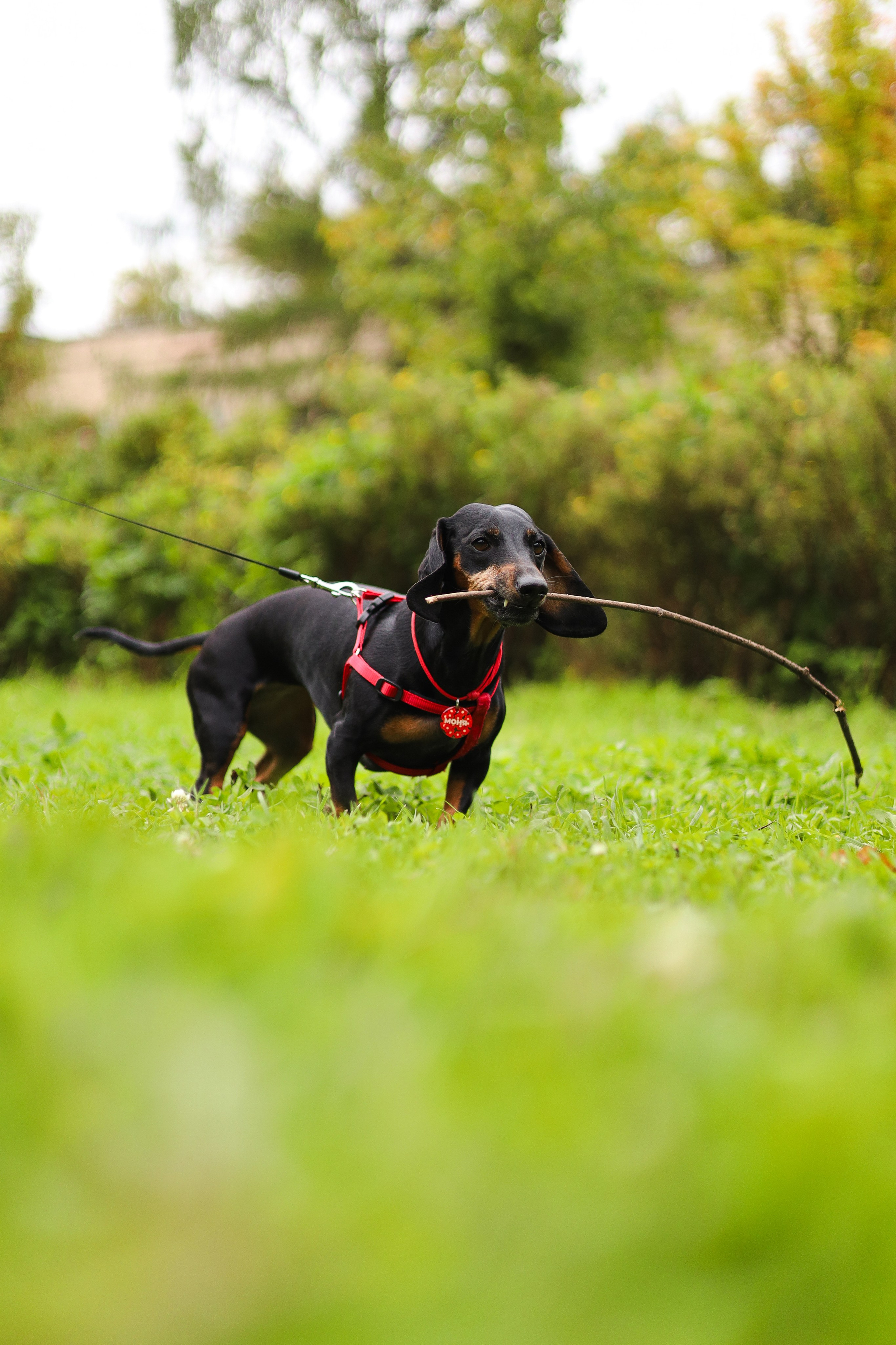 Моня и Оля. Фотограф-анималист Ксения Шевцова|Москва