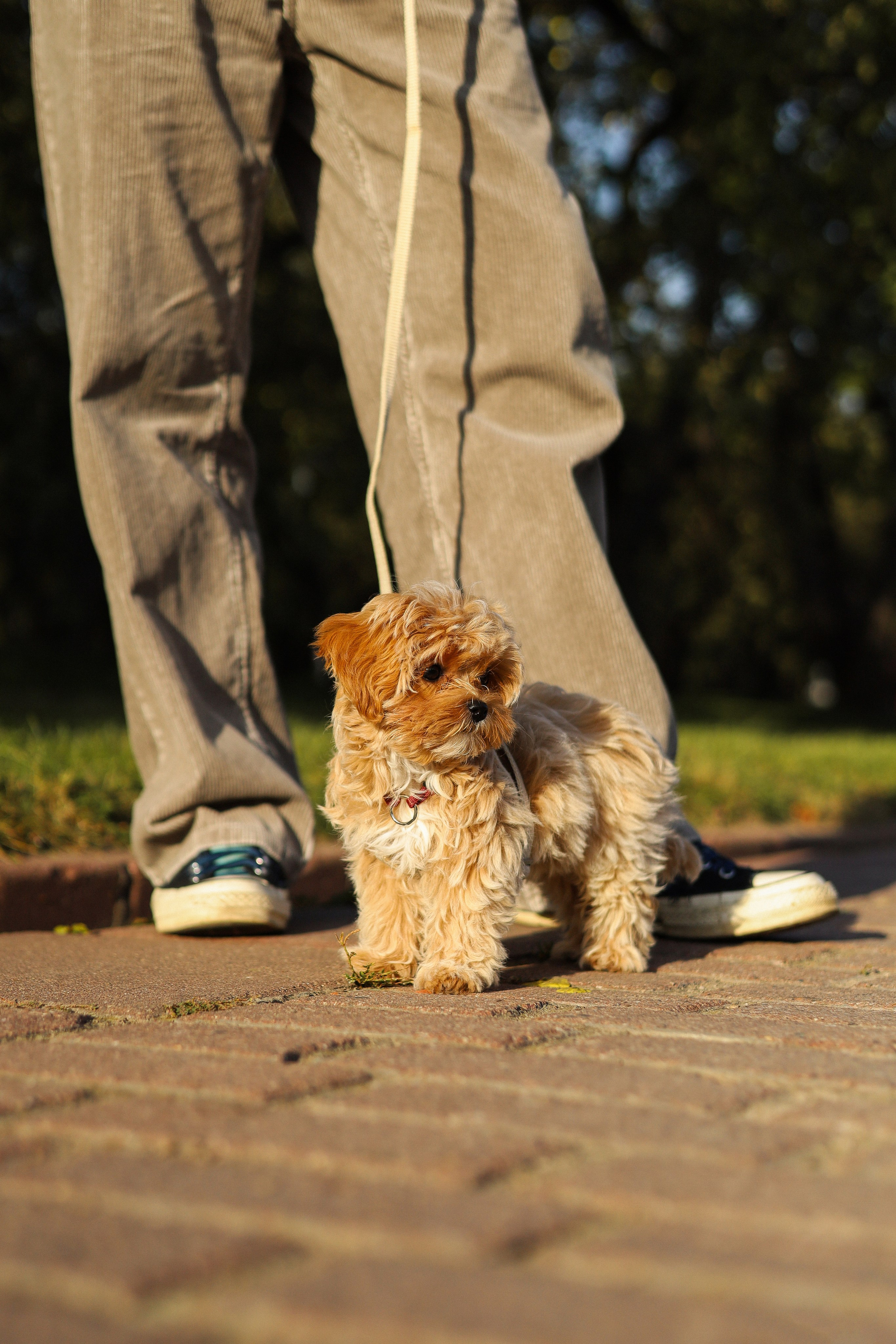 Лили, Роман и Анастасия. Фотограф-анималист Ксения Шевцова|Москва