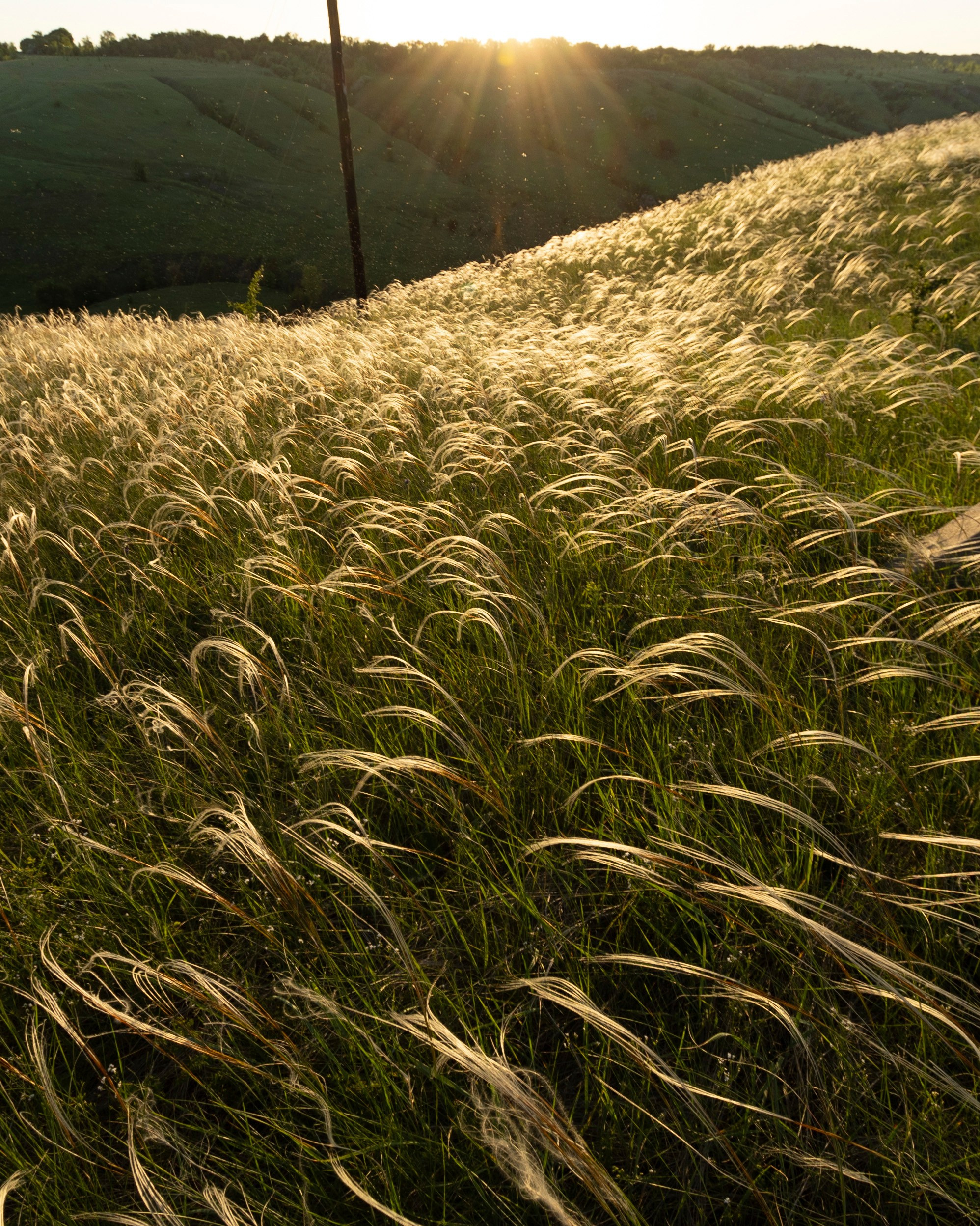 золотистый ковыль во время  заката 