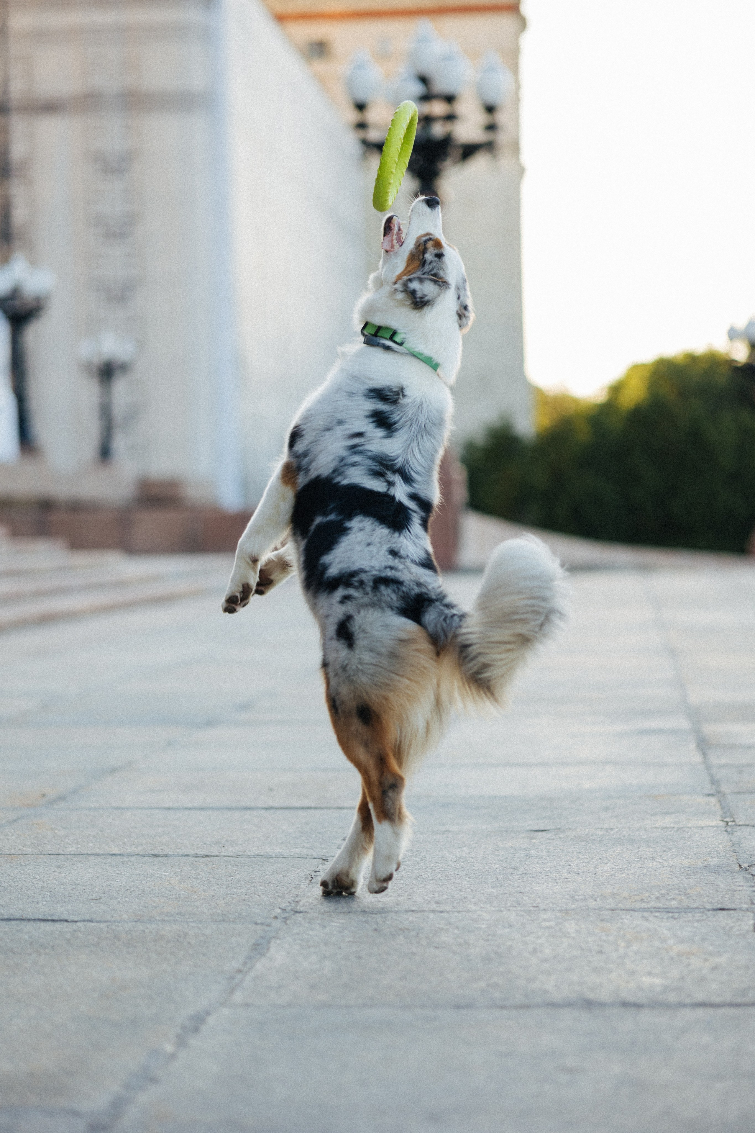 Настя, Влад и Лэйк. Фотораф — анималист Мария Шистка