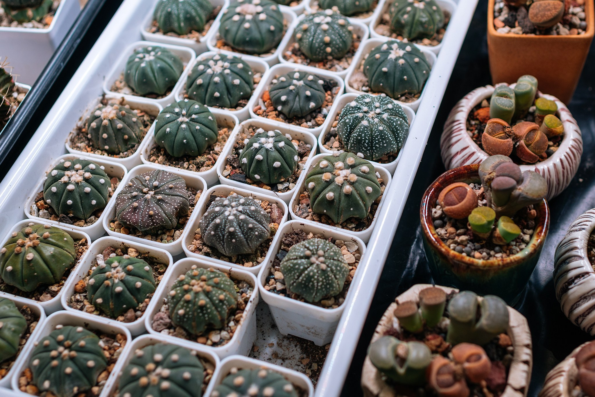 Ирина Шестакова. Редкие кактусы. Репортажный фотограф в Санкт-Петербурге Анастасия Клёпова