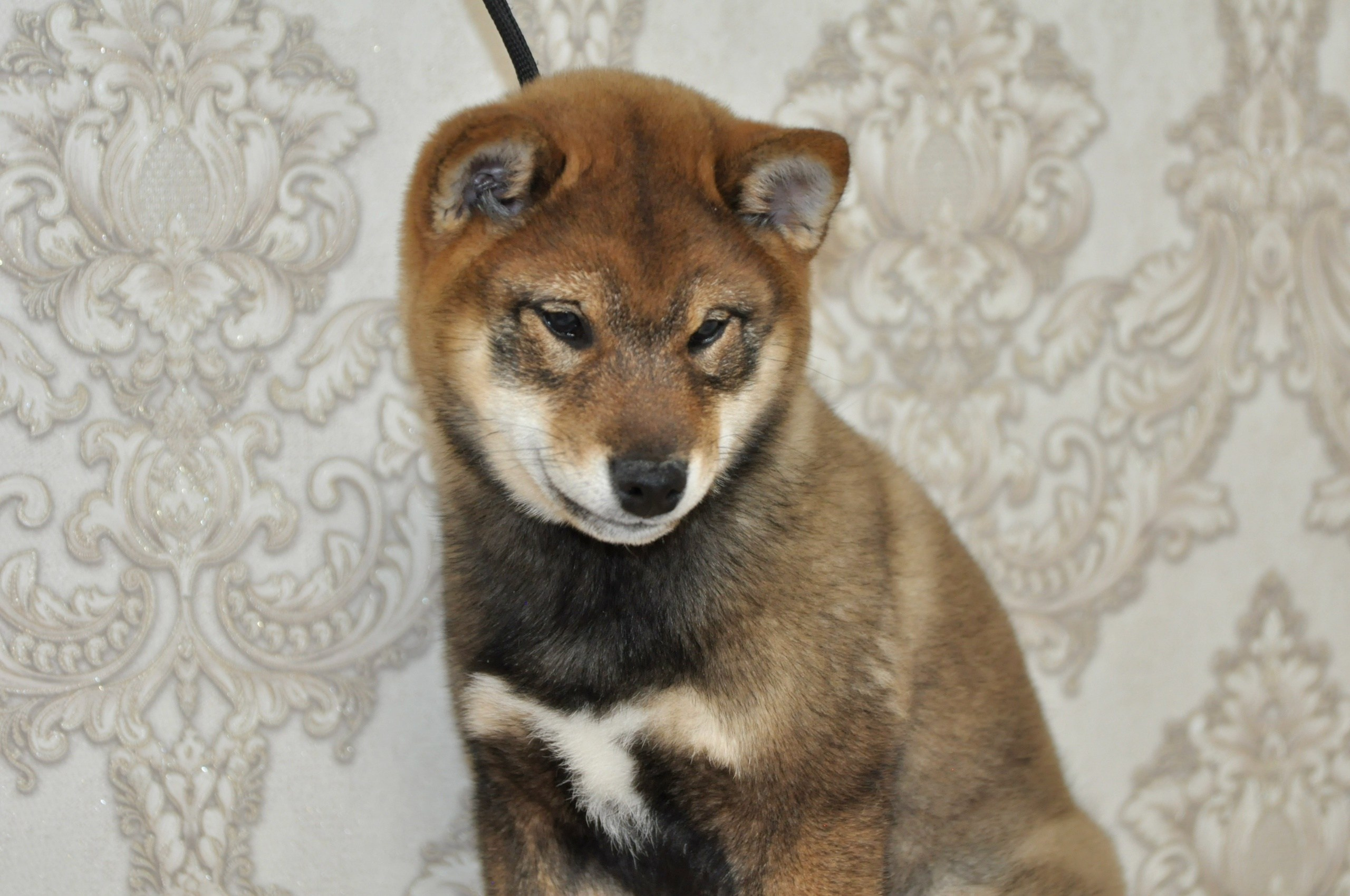 Шаман (сезам) * Шу_ Шаолинь Цукан. AMERICAN AKITA RUBYLIGHT KENNEL I SHIBA-INU