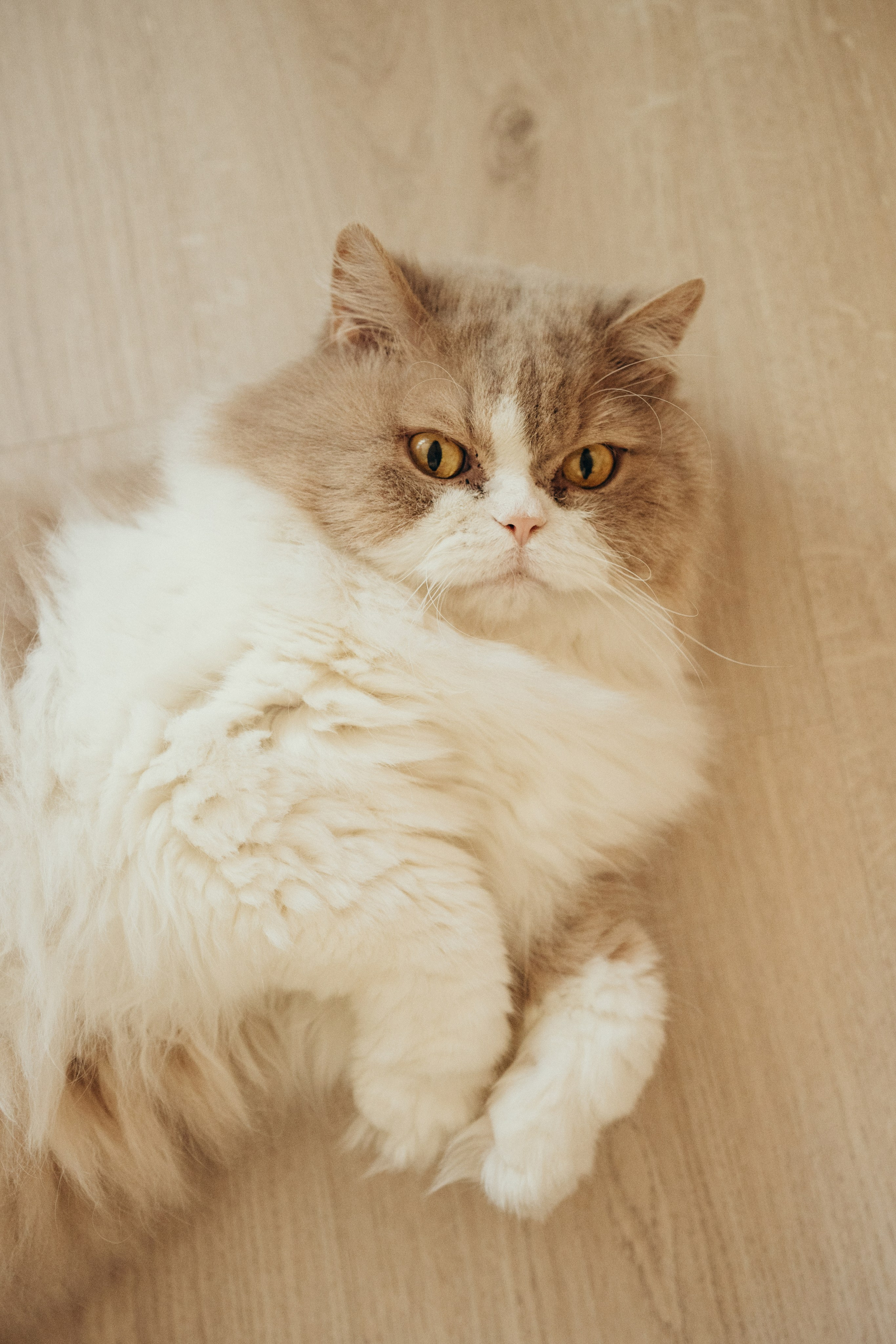 Александр, Мария и Павлуша