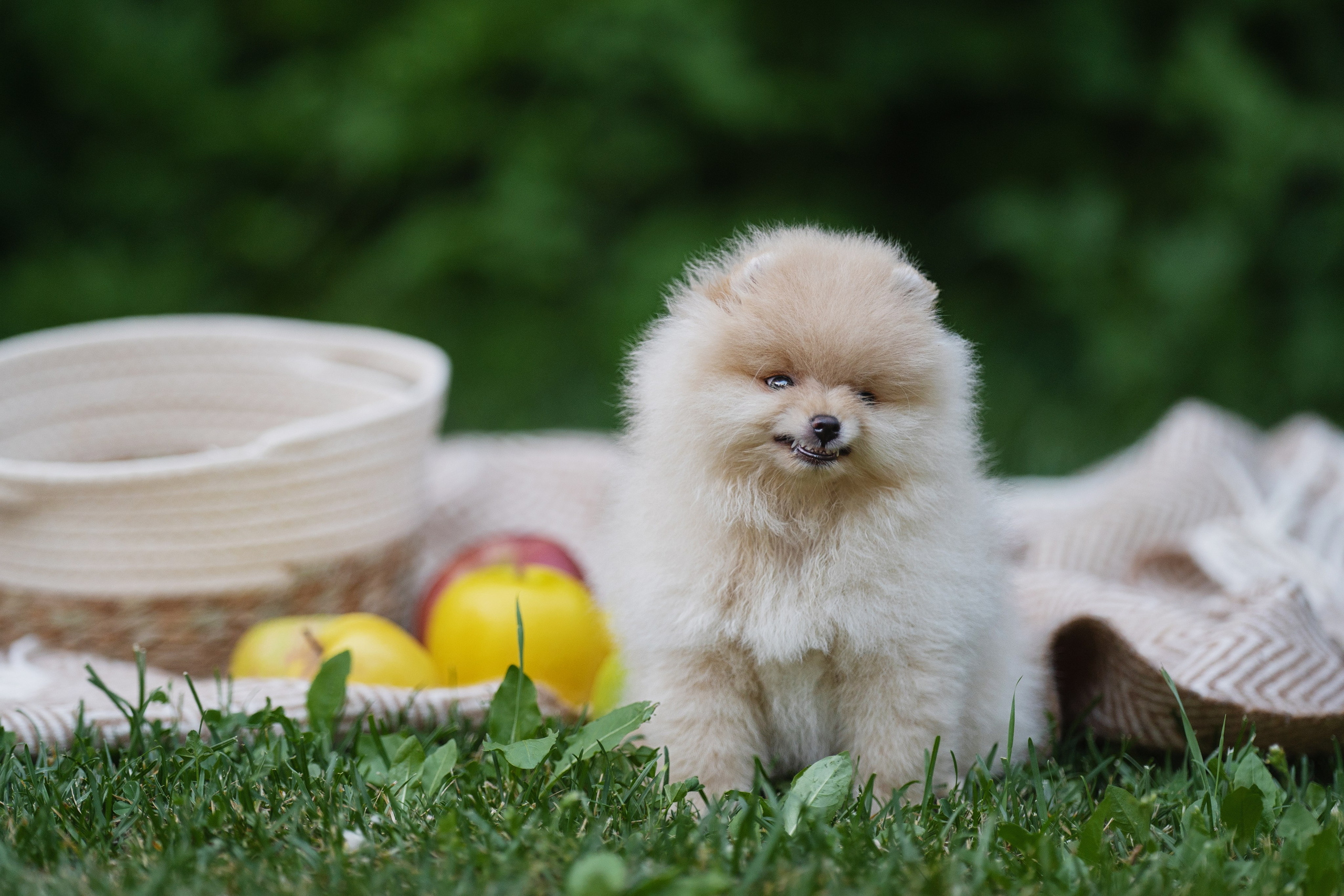 Оскар и утята. Kameramotor74