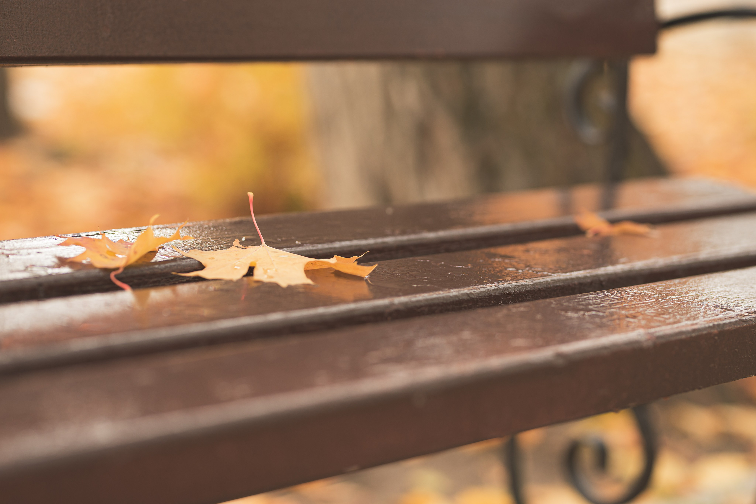 Мира Михайловна и Игорь Николаевич. Фотограф Таинств Крещения и Венчания в г. Курске