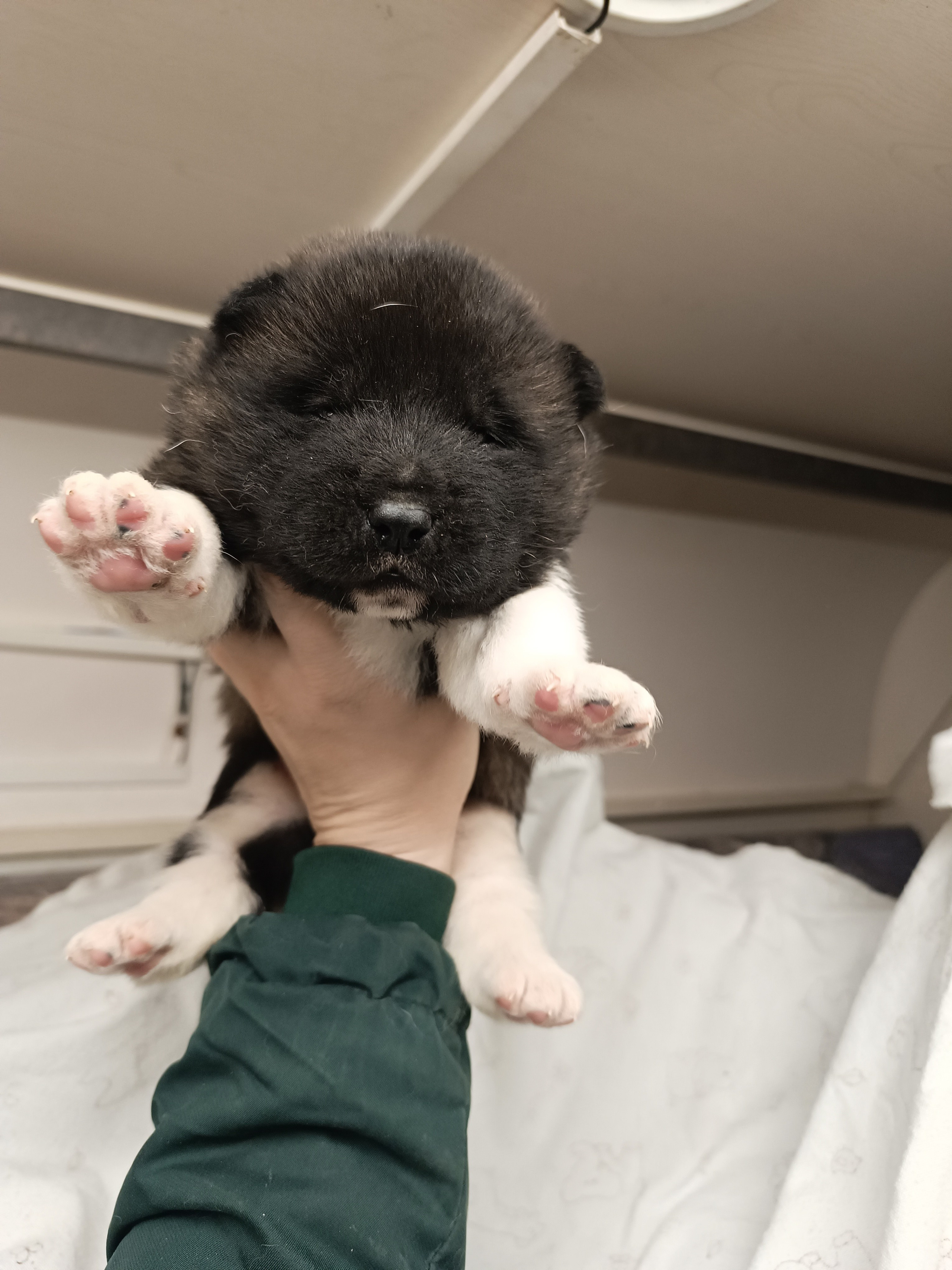 Американская акита  щенки питомник Санкт-Петербург клубные щенки Американская акита питомник RUBYLIGHT Рубилайт купить щенка американской акиты