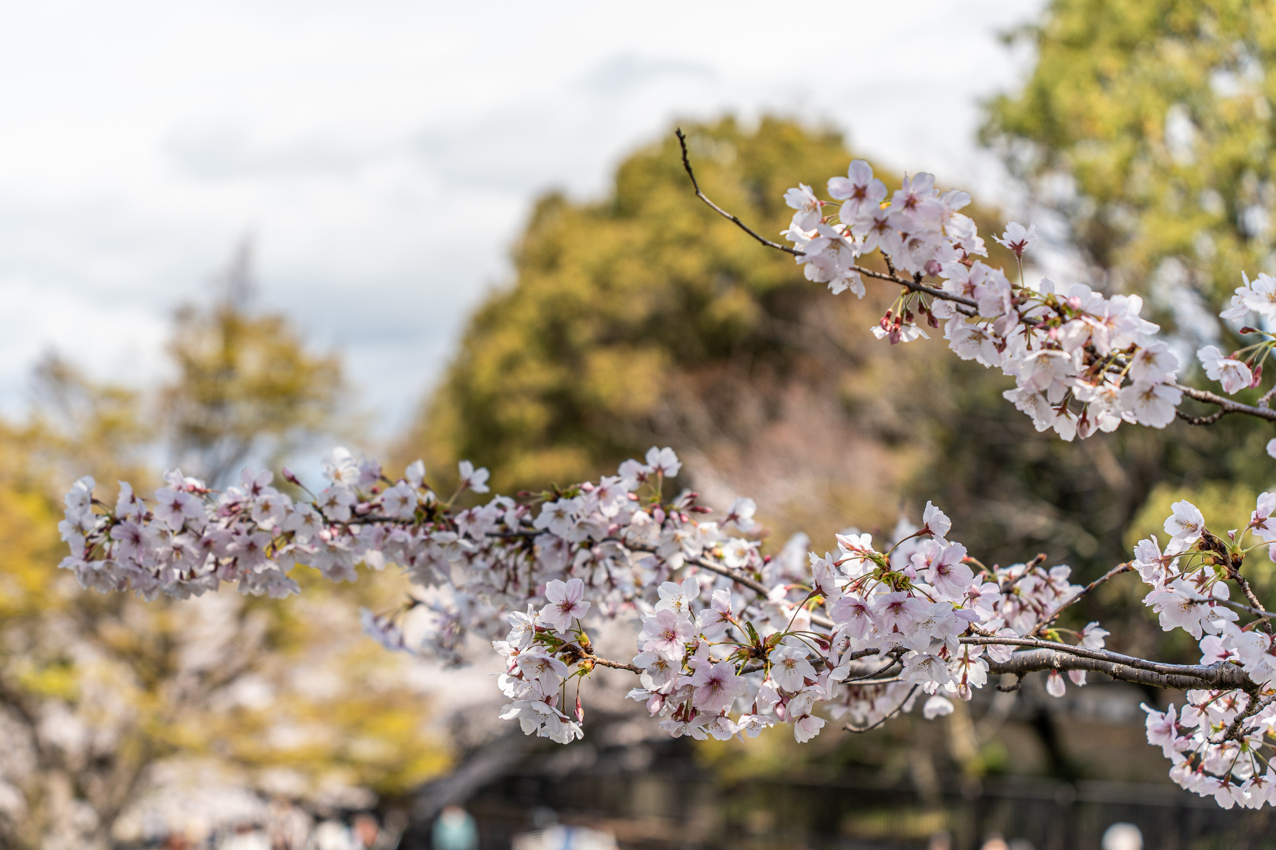Япония, сакура. Творческие сьемки