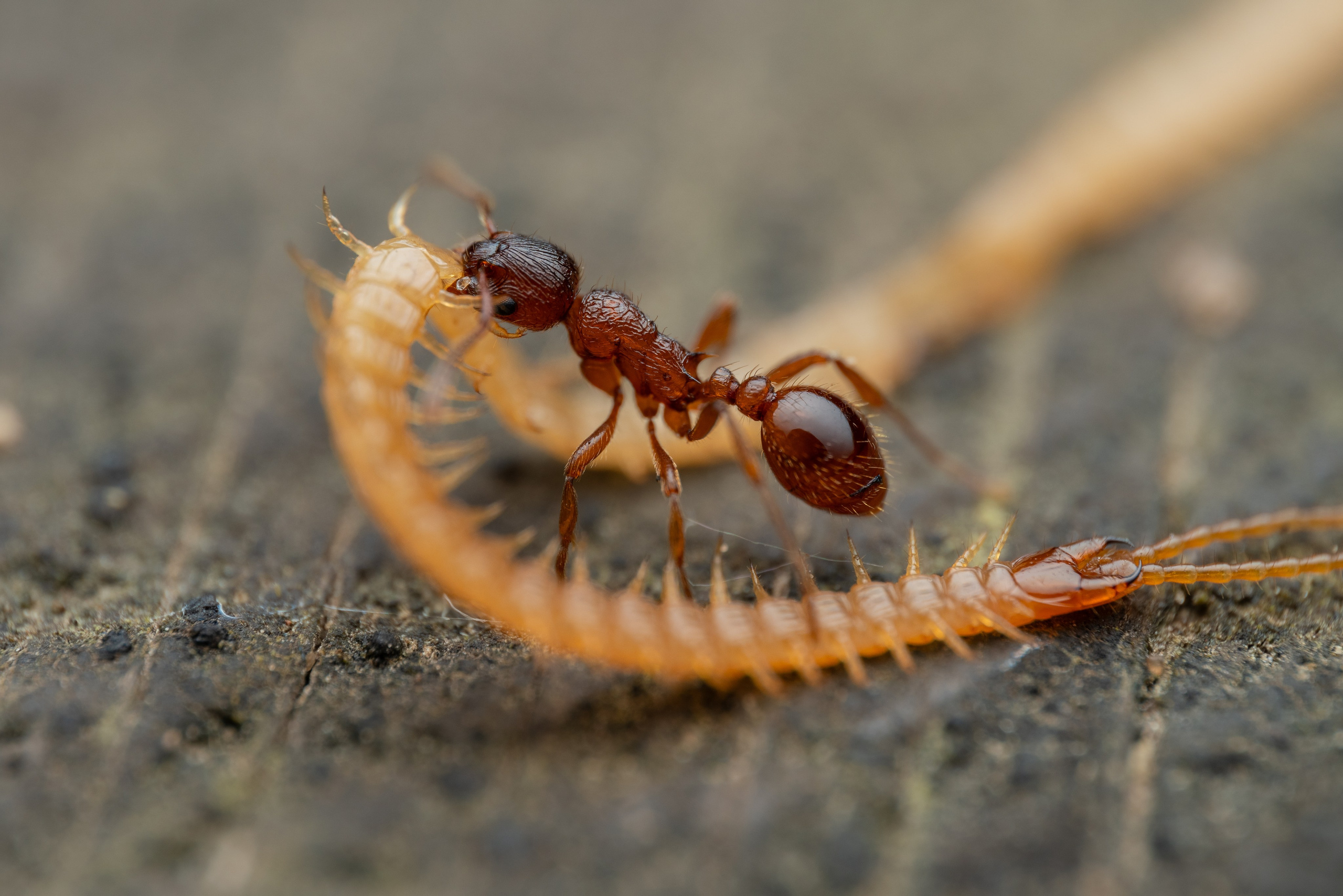 Рыжая мирмика с многоножкой