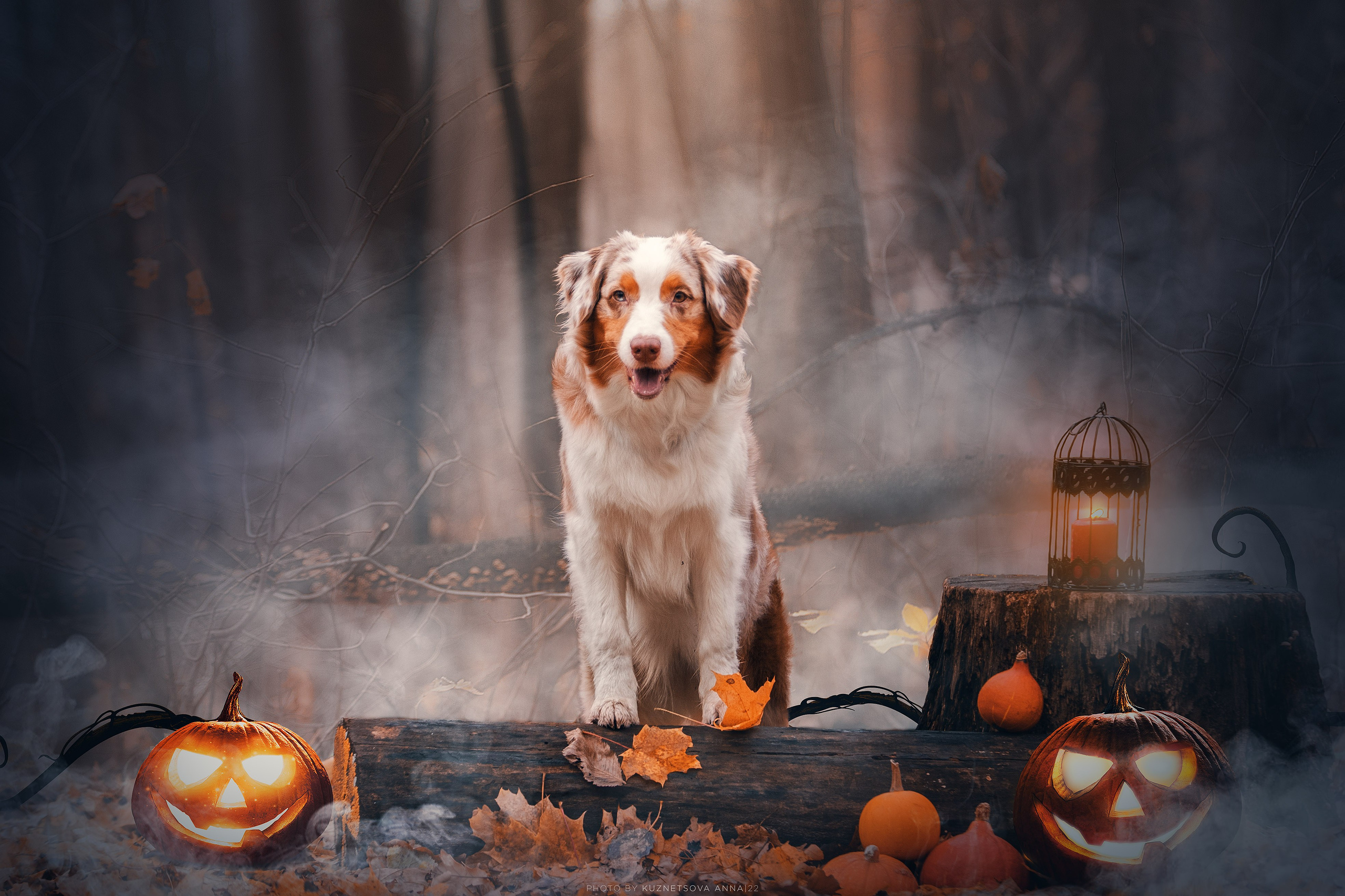 Аусси Галя. Halloween. Фотограф анималист Кузнецова Анна Нижний Новгород