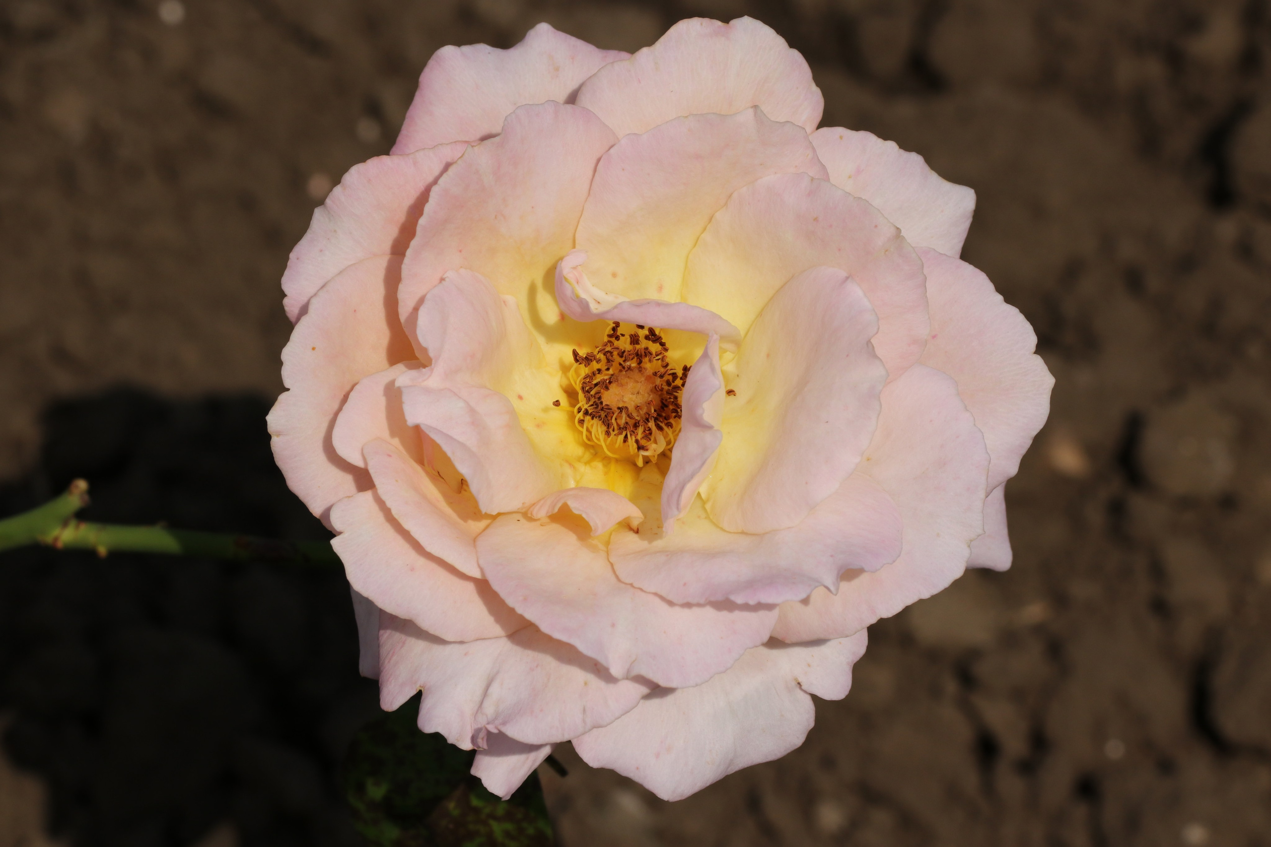 Долина роз в Кисловодске. Фото-художник и Репортажный фотограф Николаев Александр Алексеевич