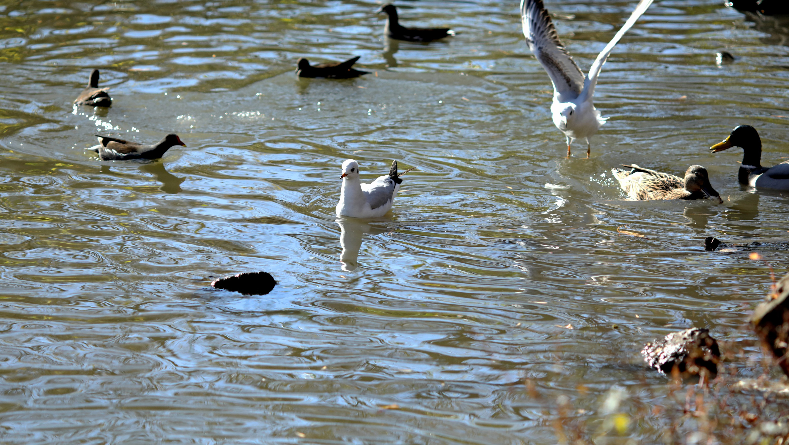 Птицы и животные южного региона. Фото-художник и Репортажный фотограф Николаев Александр Алексеевич