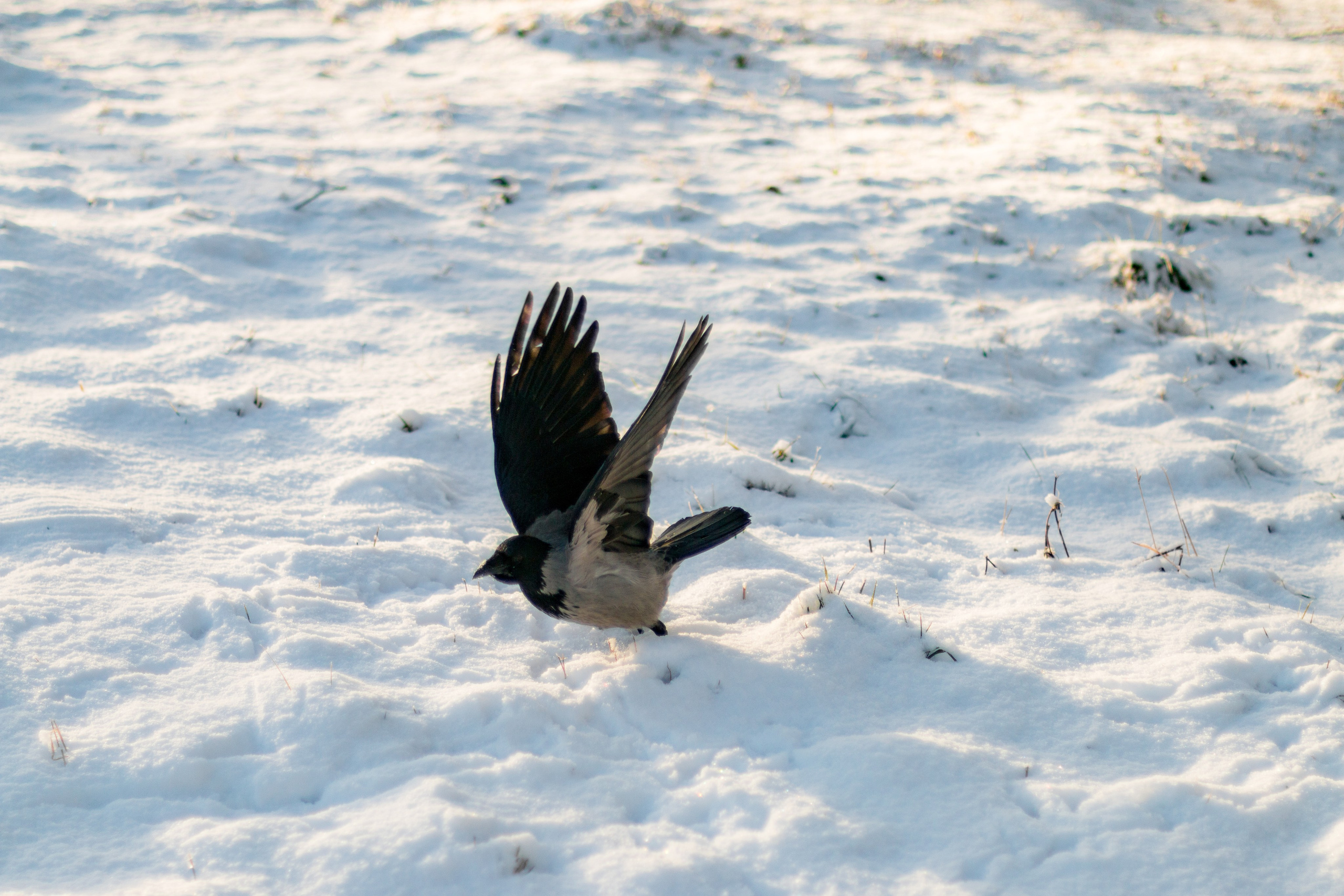 Русский Север, Малые карелы. Фотограф в Сочи