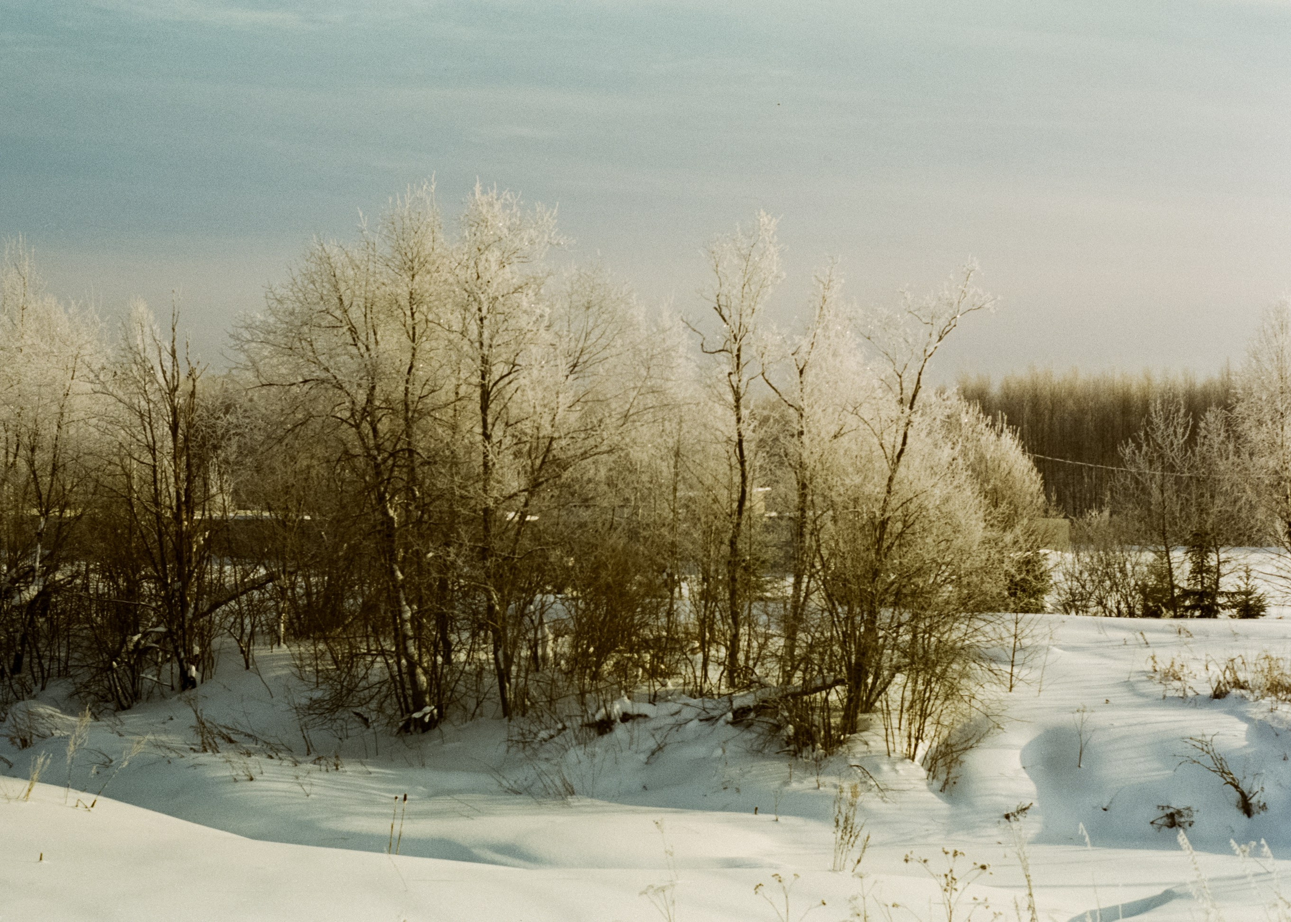 Pentax MZ-3 (1) объектив Schneider-Kreuznach Retina-Xenon 50 mm f/1.9 D