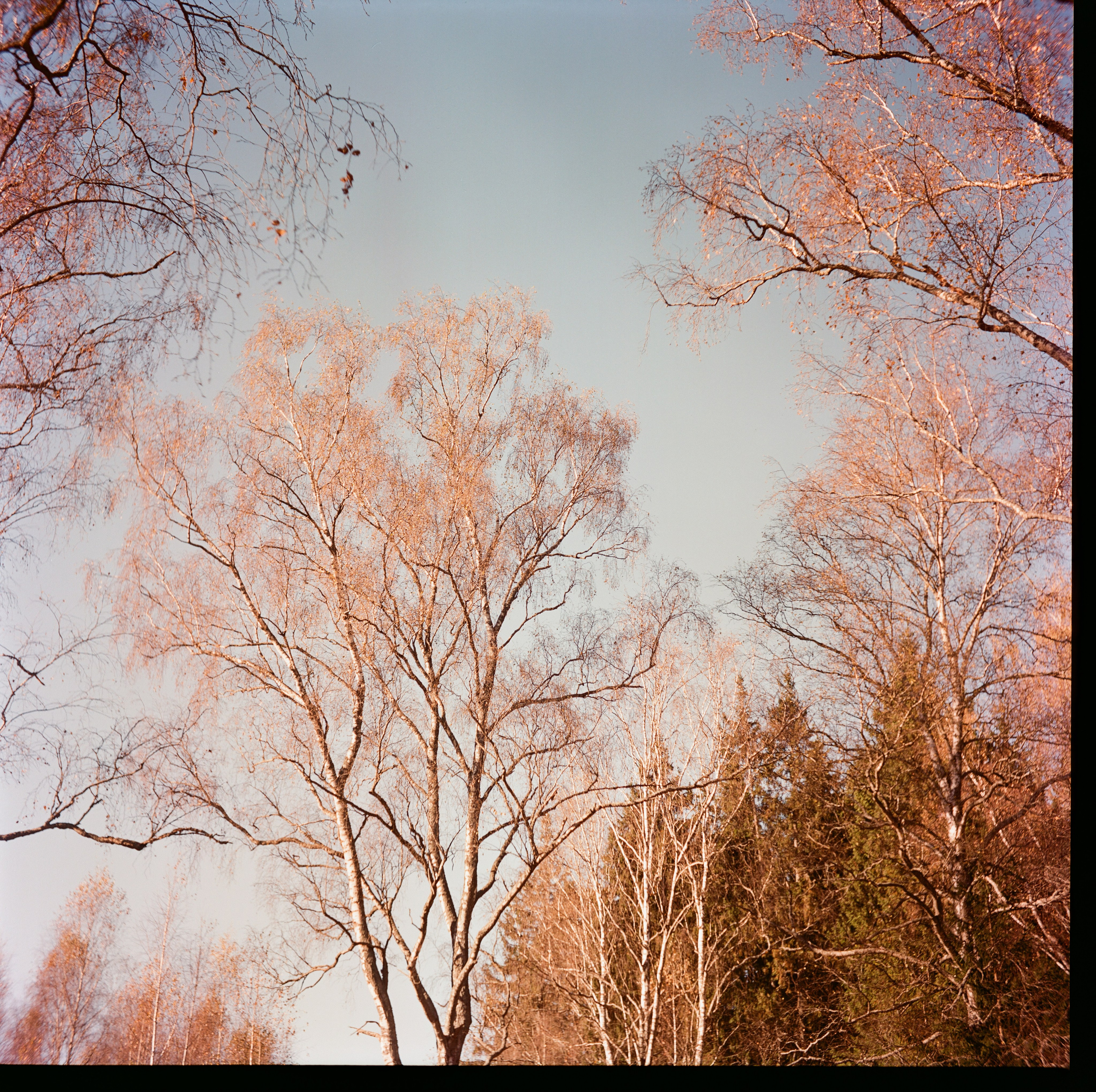 Yashica 635 / Kodak Aerocolor IV / октябрь 2024 года Лукино