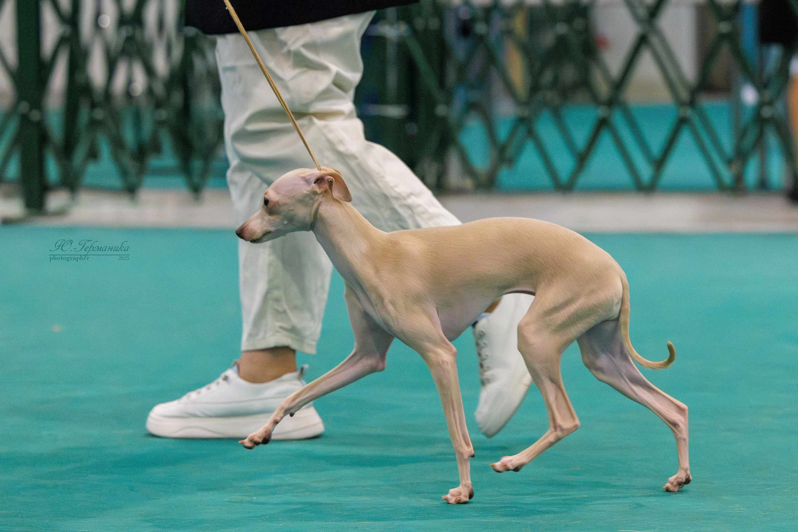 Питер ротвейлеры 18.01,Крокус 19.01.2025. Фотограф-анималист Юлия Германика