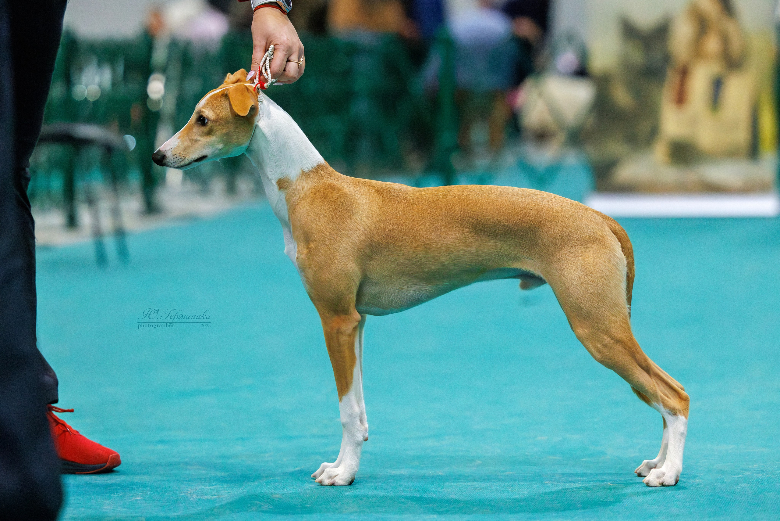 Питер ротвейлеры 18.01,Крокус 19.01.2025. Фотограф-анималист Юлия Германика