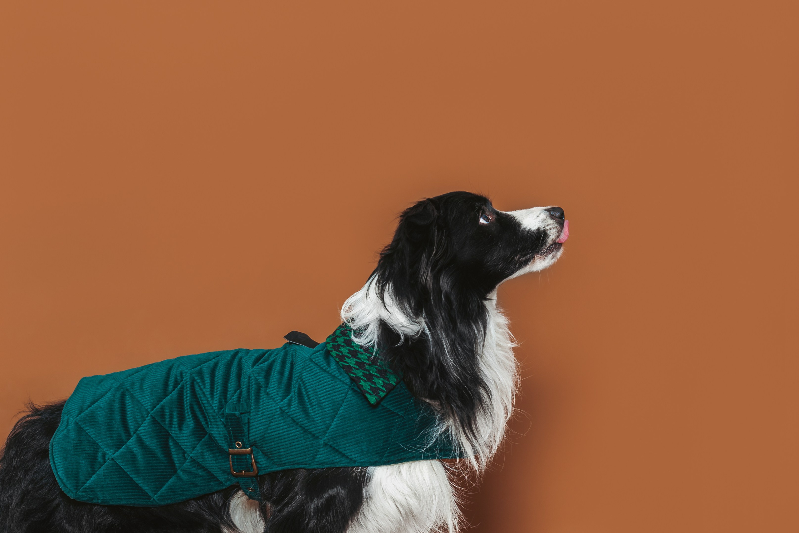 Съемка для бренда TEDDYBOY. Фотограф-анималист Татьяна Степанова