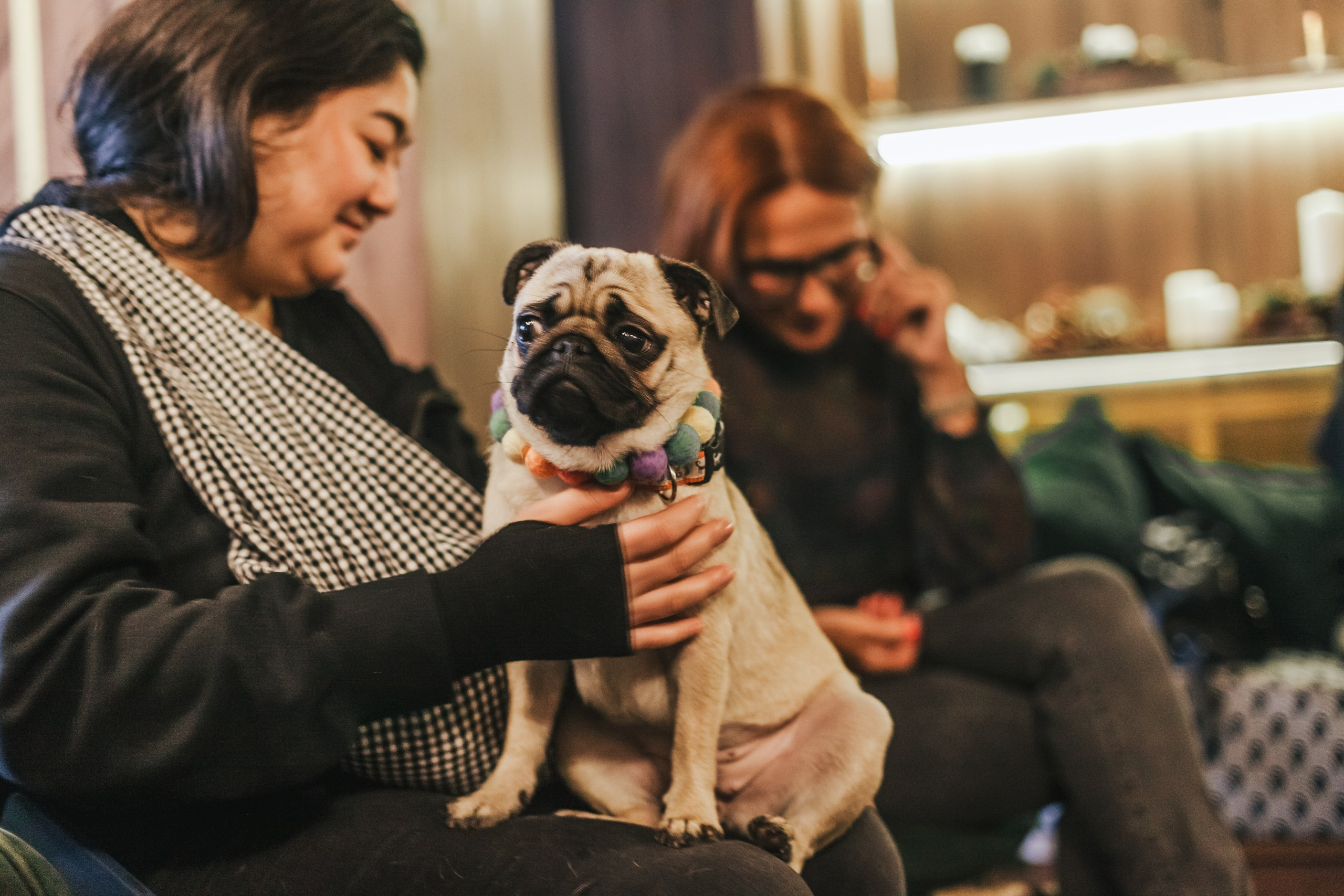 Мопсовстреча 02.12.2023. Фотограф-анималист Татьяна Степанова