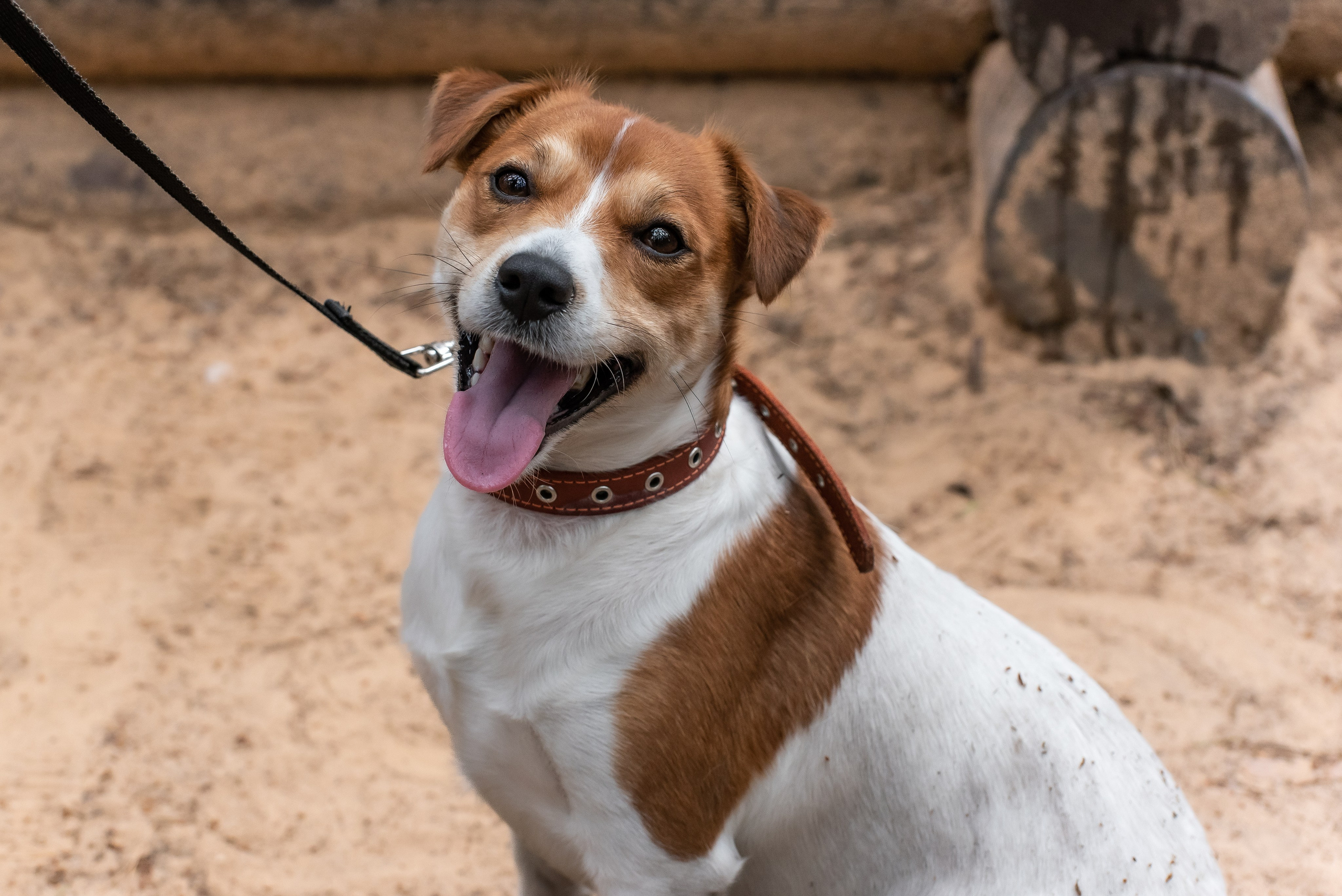 Хвостатые каникулы Детский кинологический лагерь. Фотограф Макс Огурцов в Нижнем Новгороде