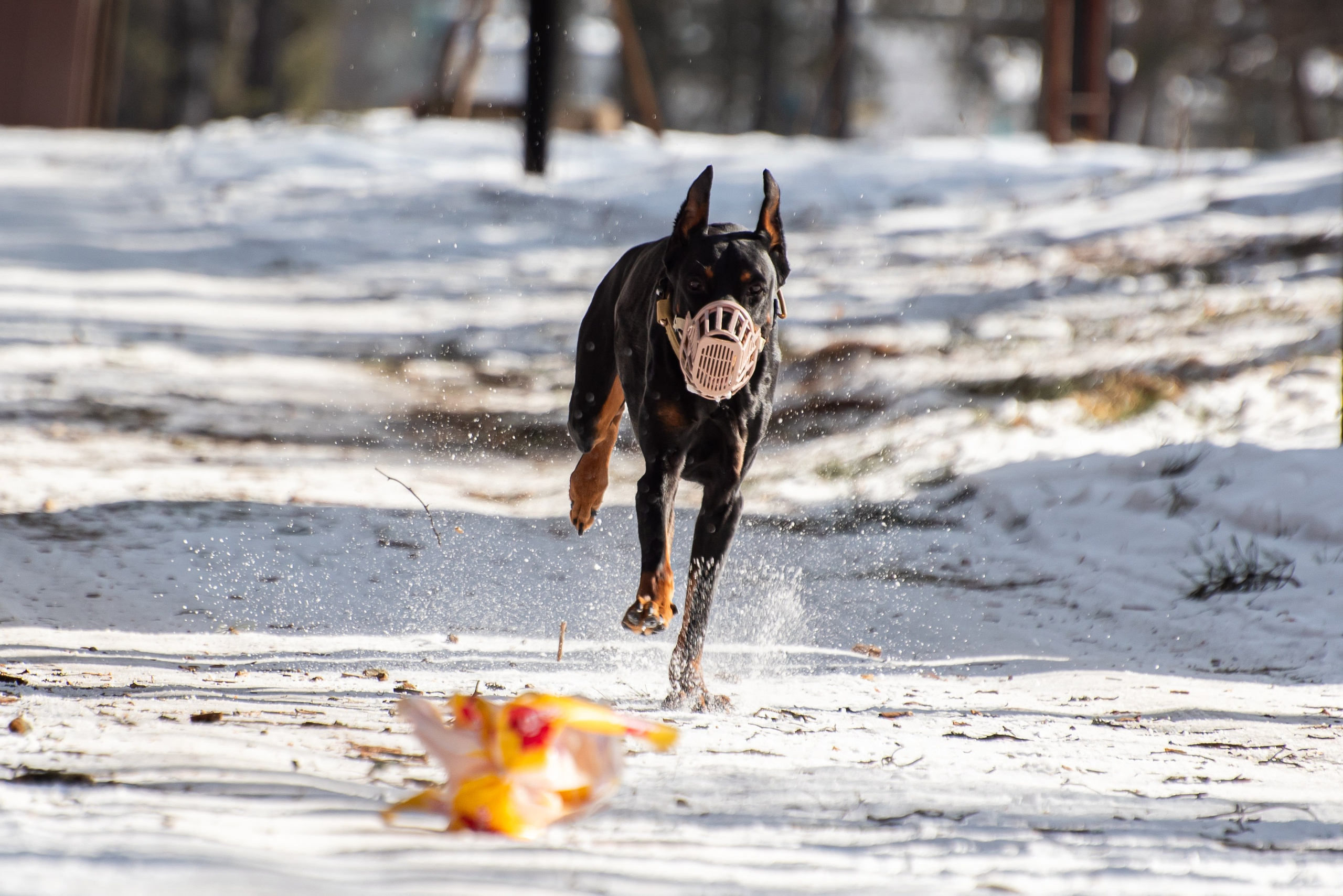 Фотосъёмка с собаками в Кинологическом лагере. Фотограф Макс Огурцов в Нижнем Новгороде