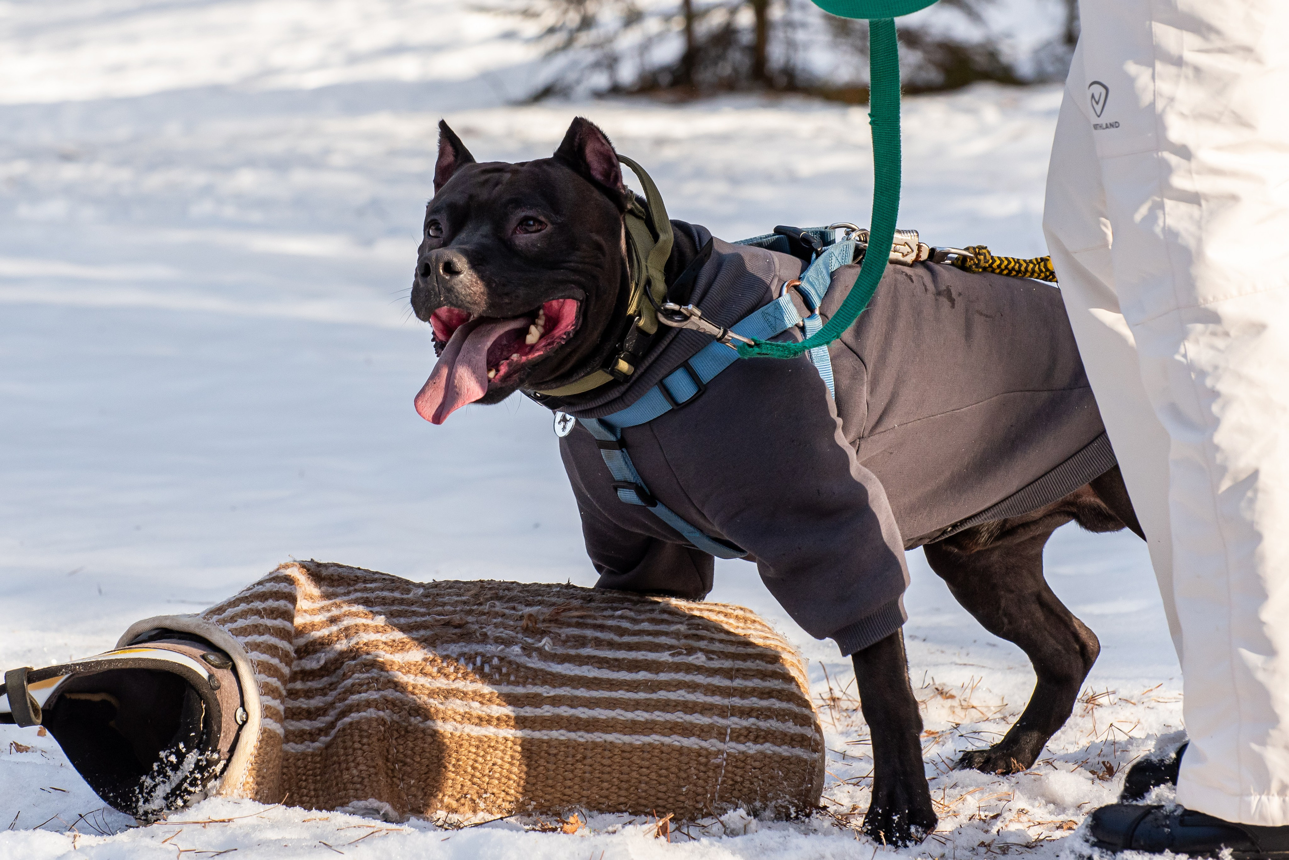 Фотосъёмка с собаками в Кинологическом лагере. Фотограф Макс Огурцов в Нижнем Новгороде