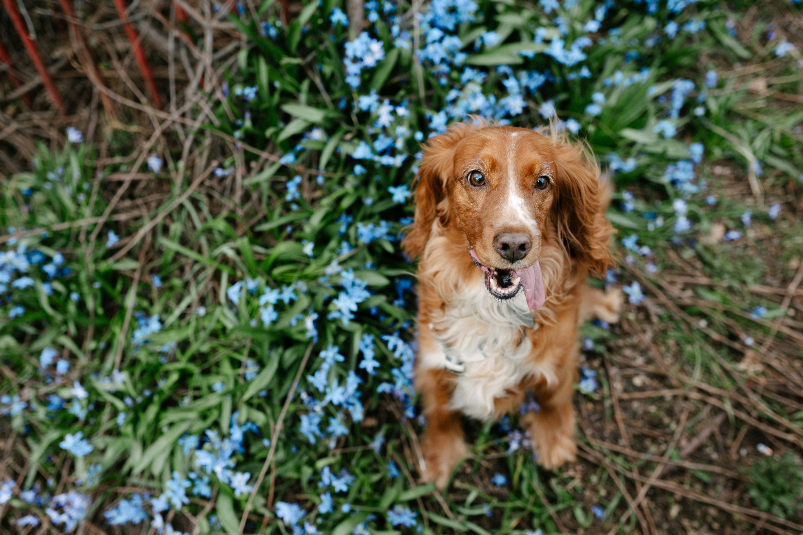 Рыжая команда. Фотограф анималист в Москве Ольга Агушева