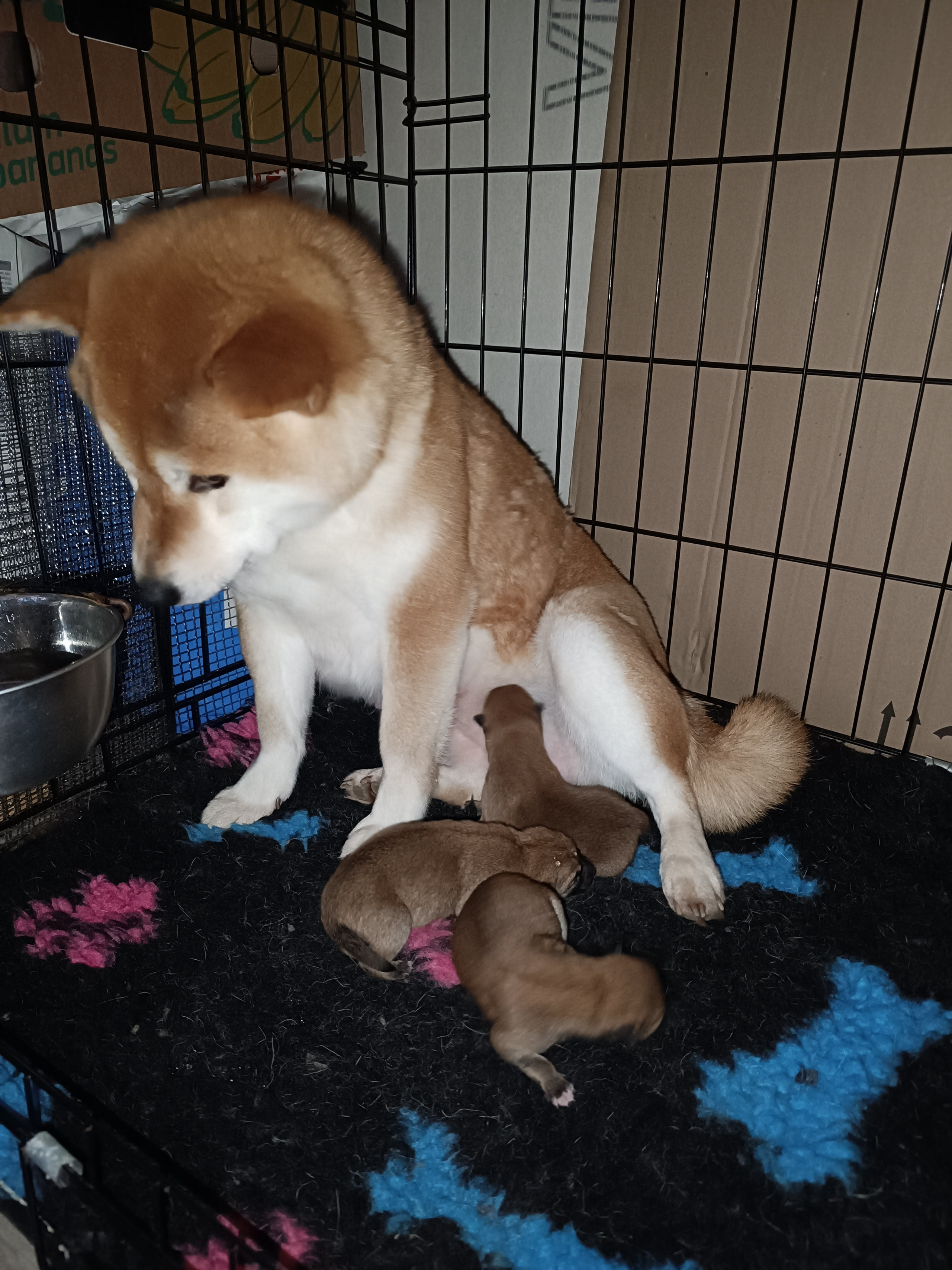 сиба питомник Рубилайт щенки на продажу rubylight  сиба щенки купить СПб Санкт-Петербург 