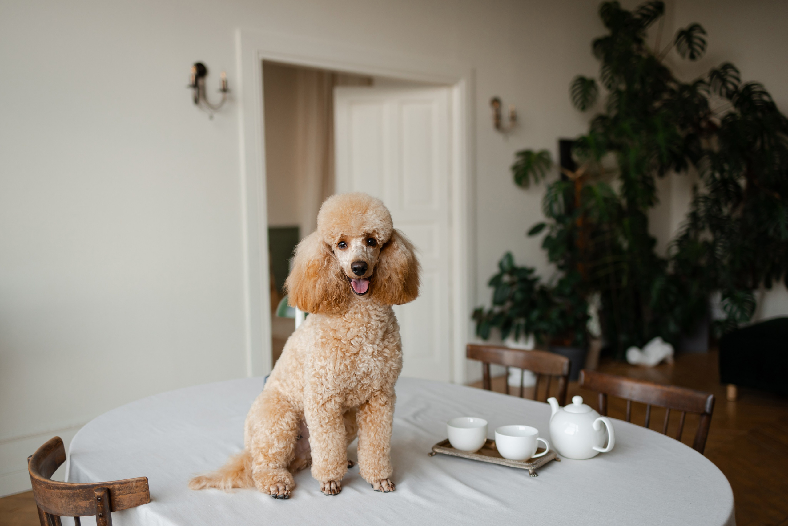 Фотосессия пуделя в студии. Фотограф-анималист в Краснодаре Маша Мельникова