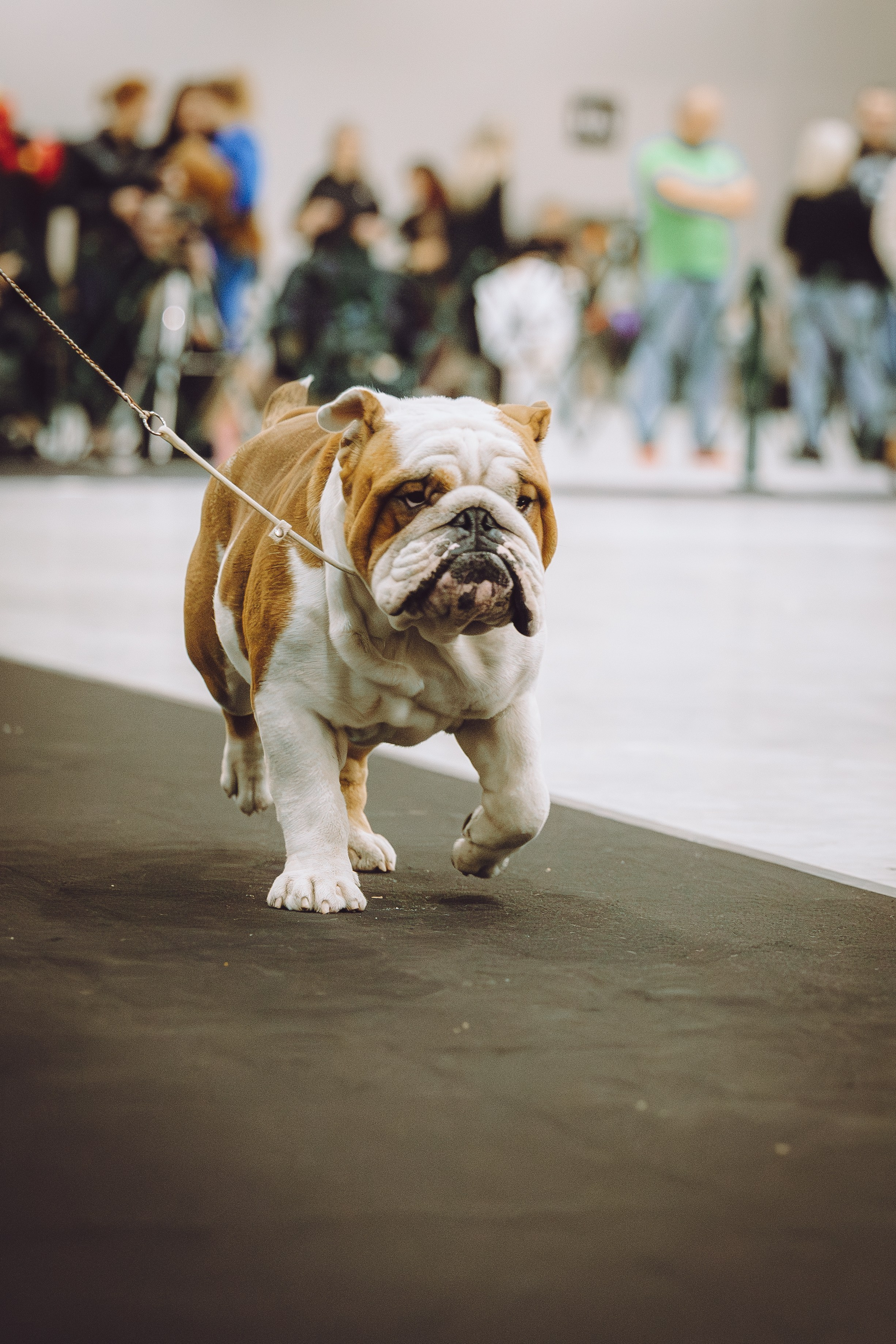 АВКС. Виктория Михайловская. Фотограф-анималист. Москва