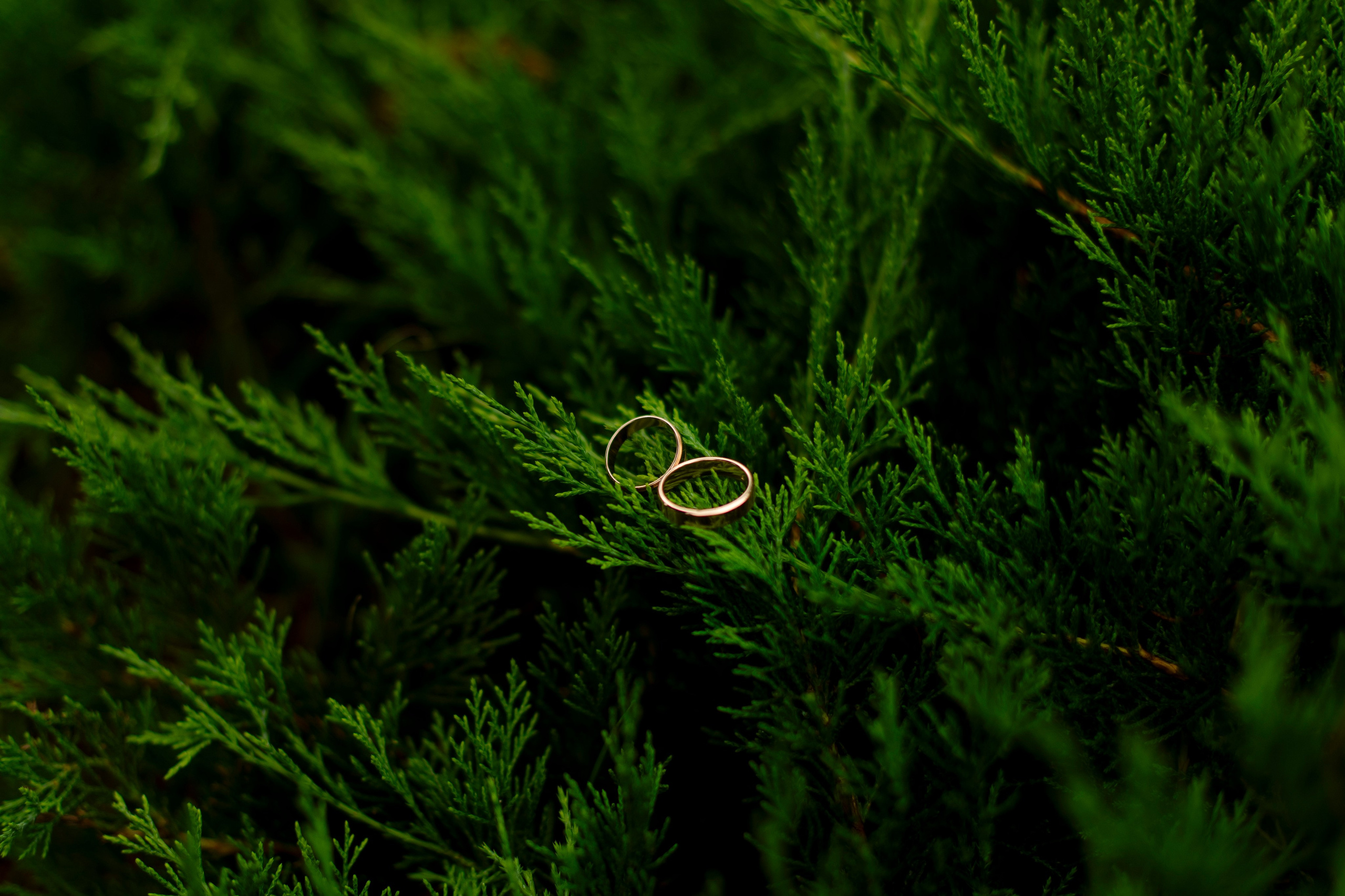 Ангелина и Роман 01.08.25. Индивидуальный, семейный и свадебный фотограф