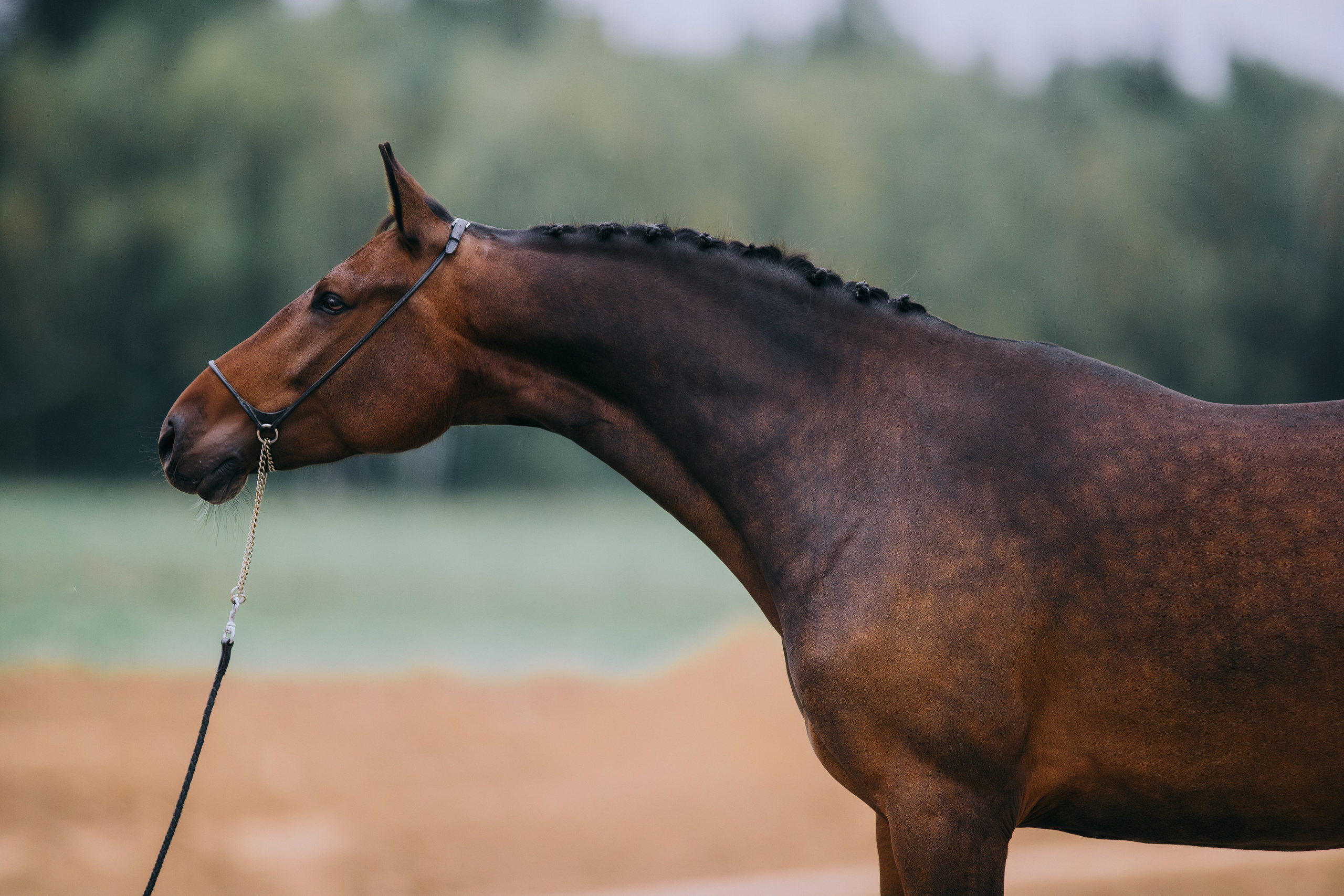 На природе. Фотограф-анималист Ксендзова Кристина