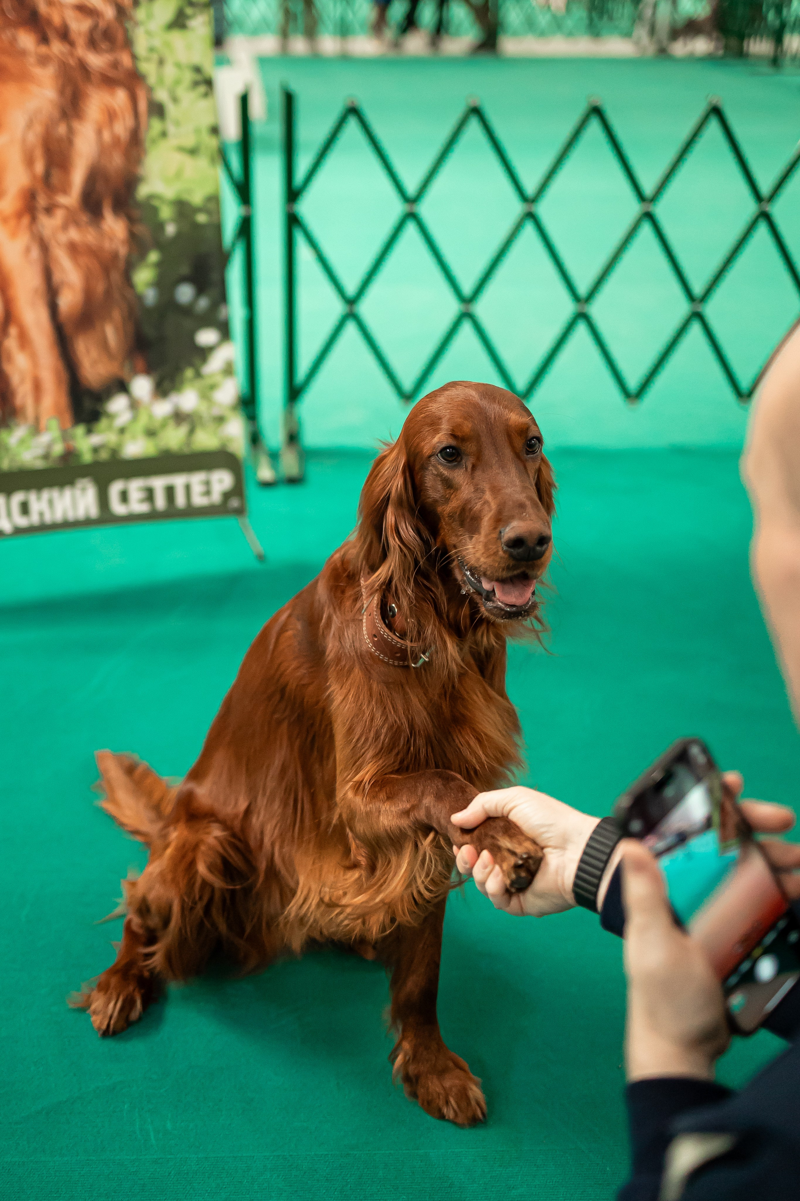 Выставка сеттеров 19.05.24
